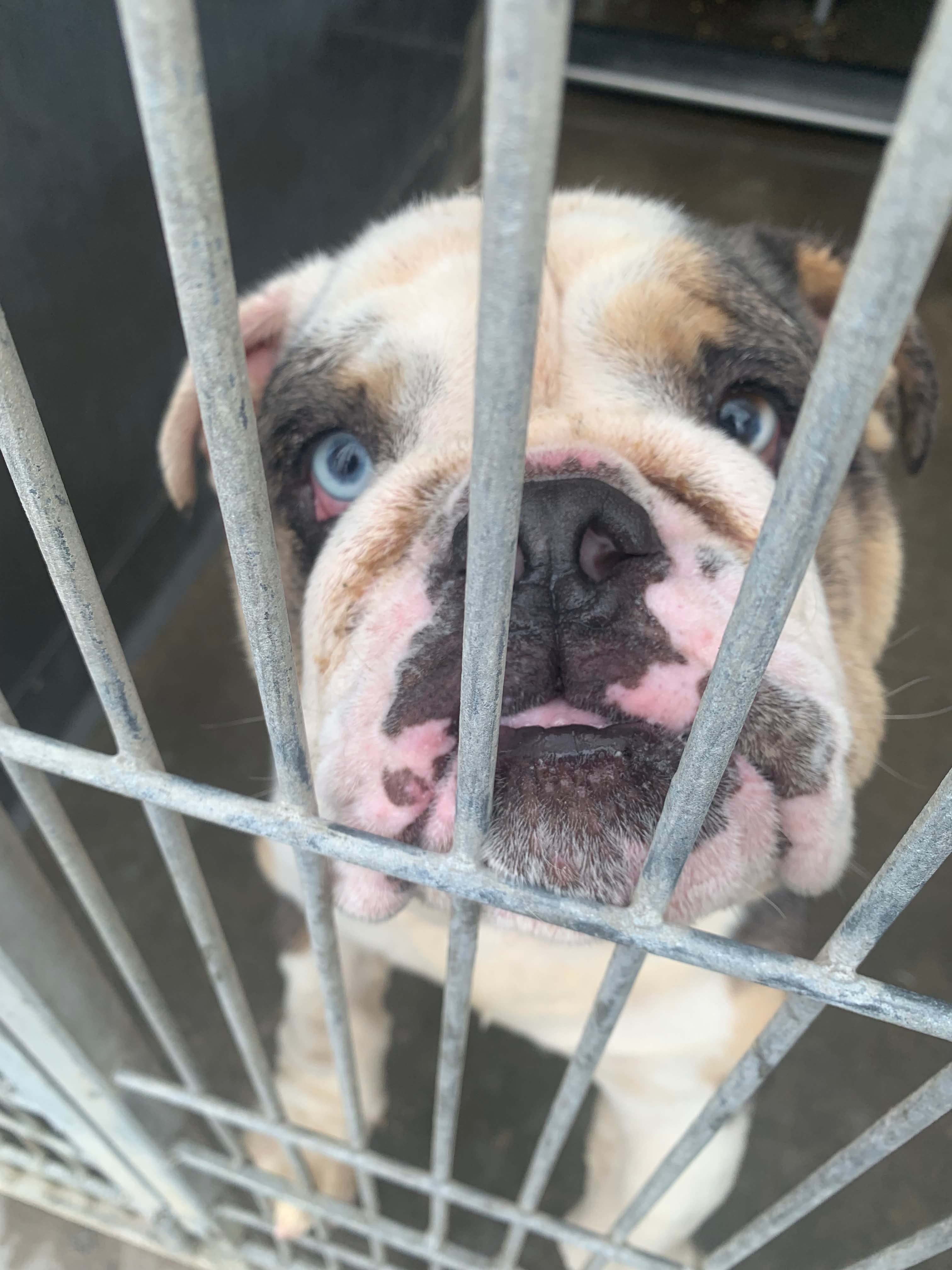 TURBO FACES EUTHANASIA IF NOT RESCUED BY MONDAY, NOV. 17 campaign photo, 2 of 6