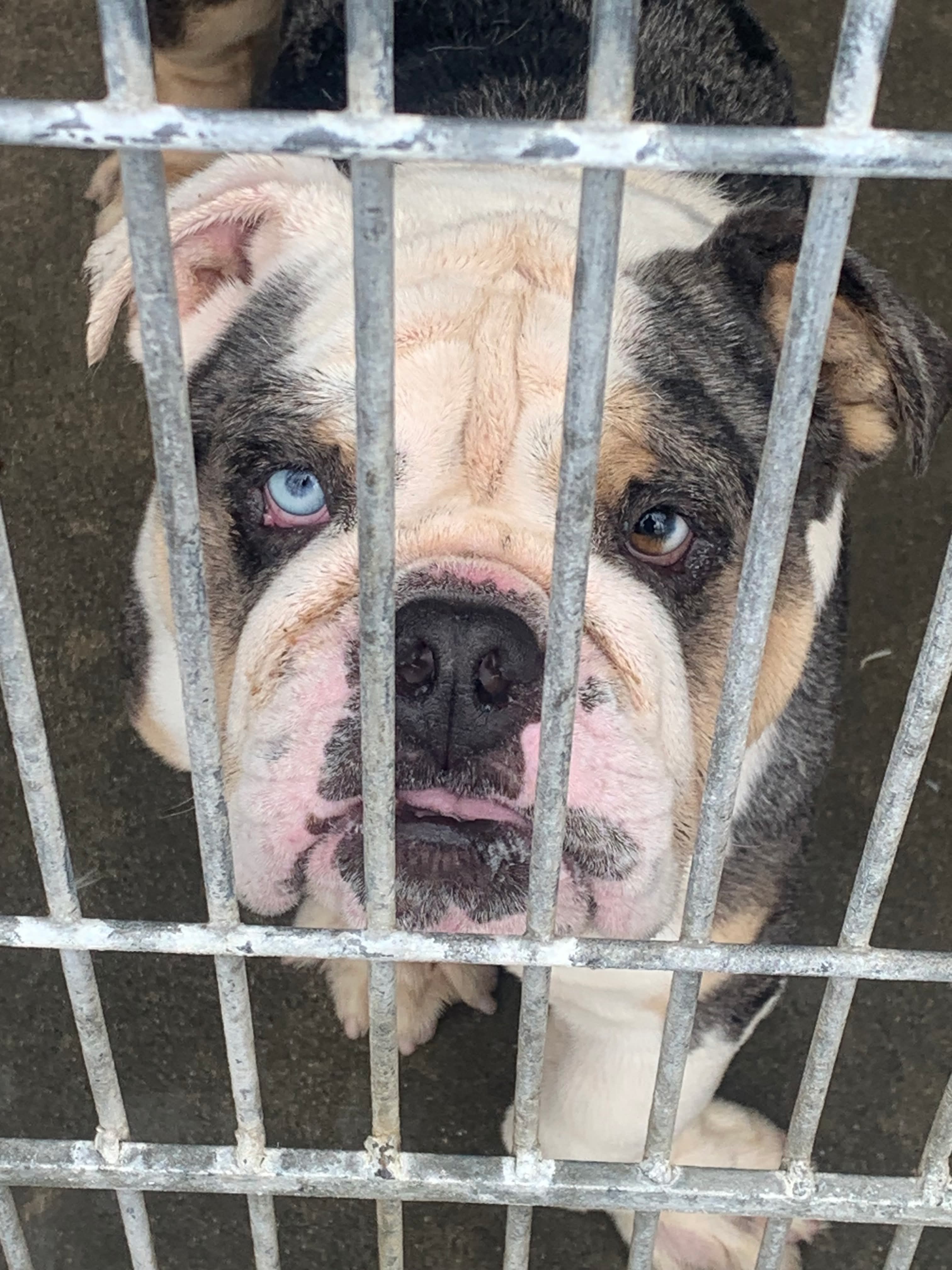 TURBO FACES EUTHANASIA IF NOT RESCUED BY MONDAY, NOV. 17 campaign photo, 4 of 6