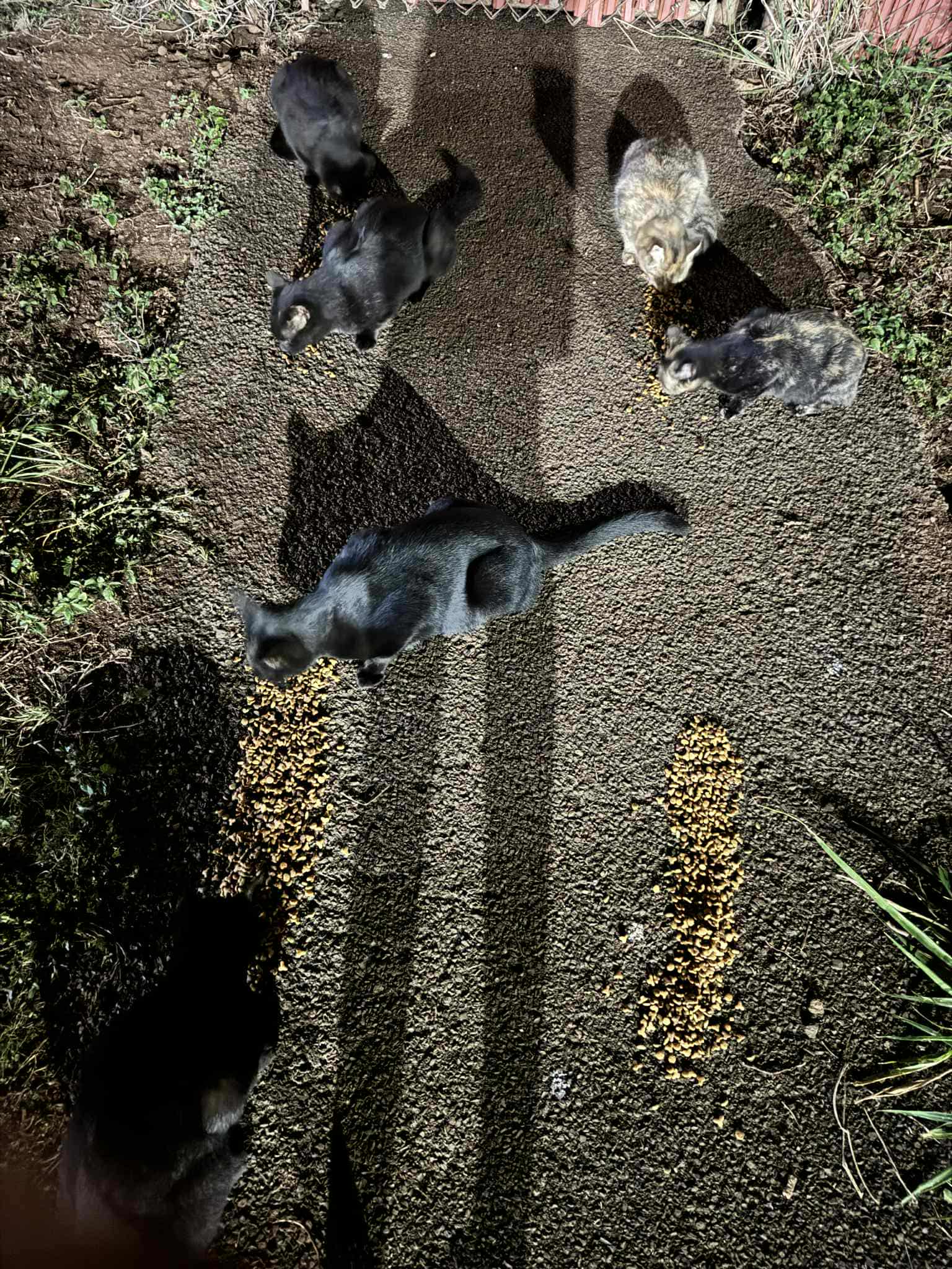 Donate to Save and Care for Local Cats campaign photo, 2 of 8