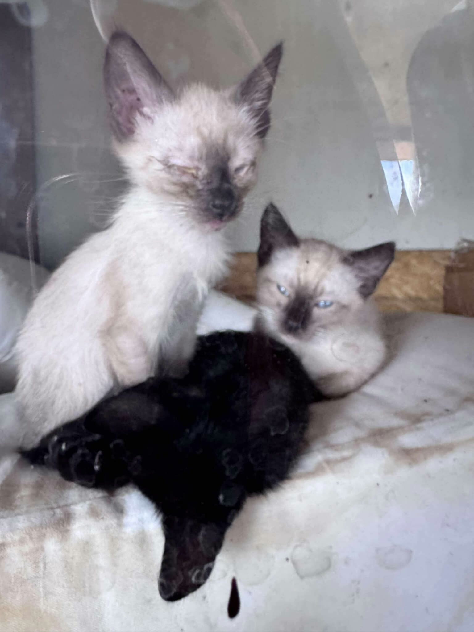 Donate to Save and Care for Local Cats campaign photo, 4 of 8