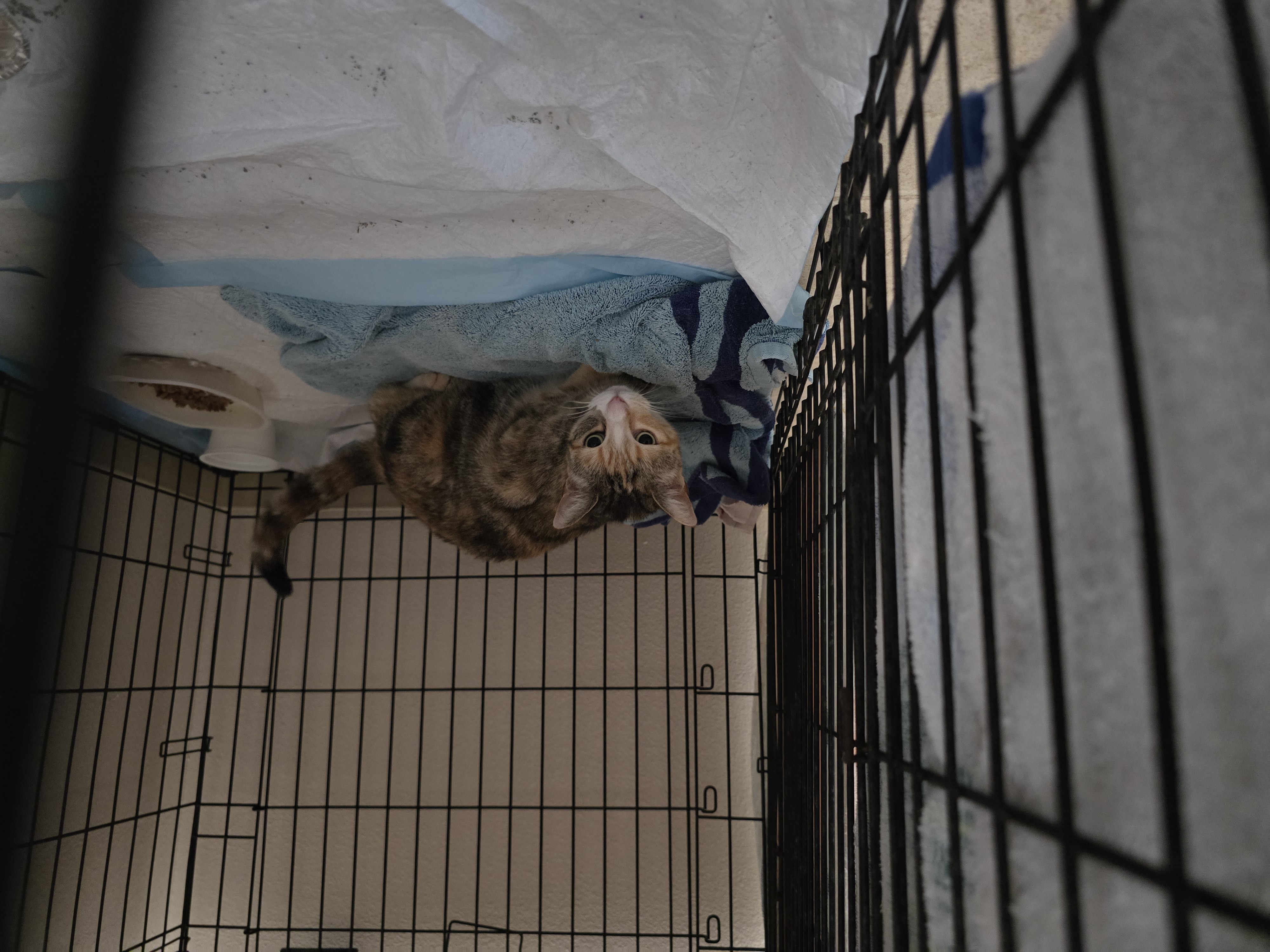 Donate to Save and Care for Local Cats campaign photo, 5 of 8