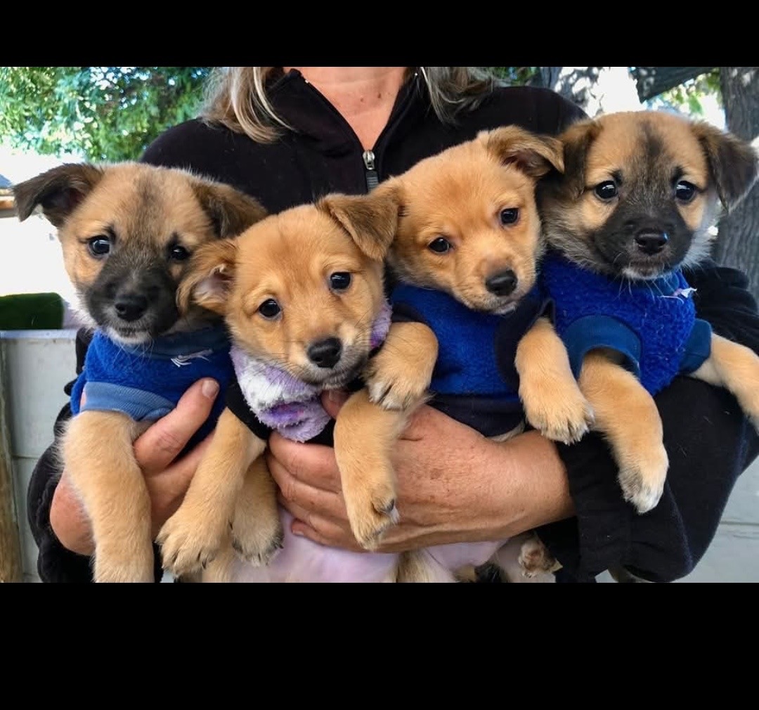 Homewardanimalrescue campaign photo, 4 of 5