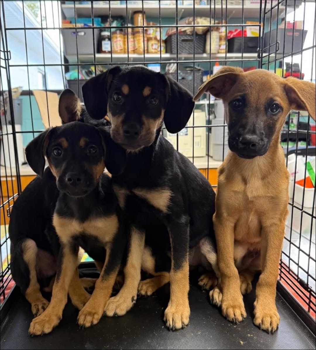 Homewardanimalrescue campaign photo, 2 of 5