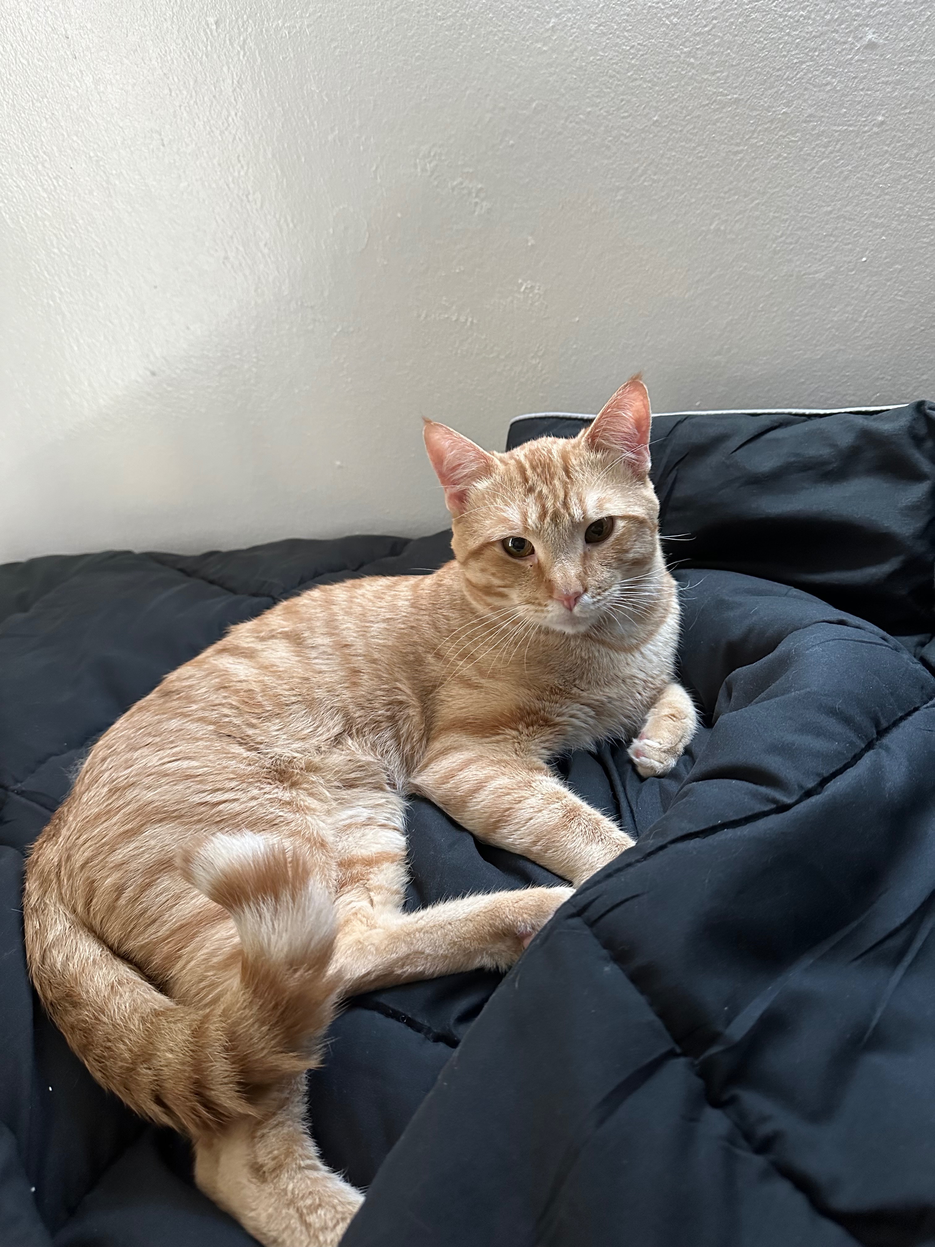 Please help support Big Mac's Life-Saving Treatment campaign photo, 2 of 4