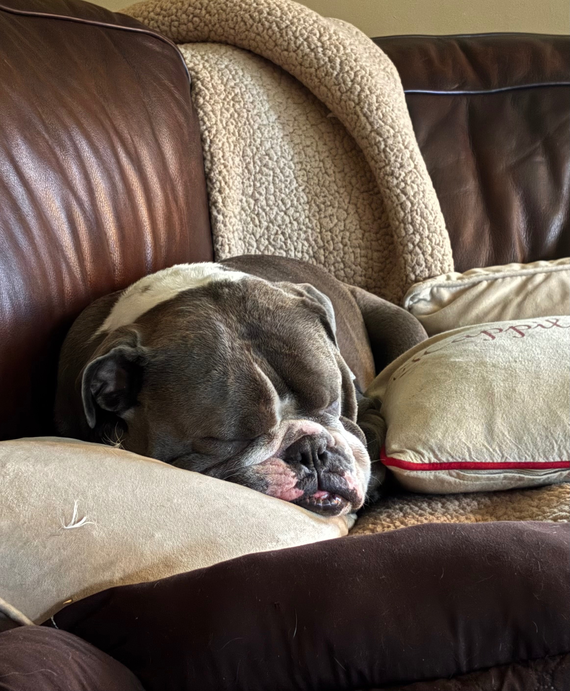 Support Newman's ACL Surgery Costs campaign photo, 7 of 8