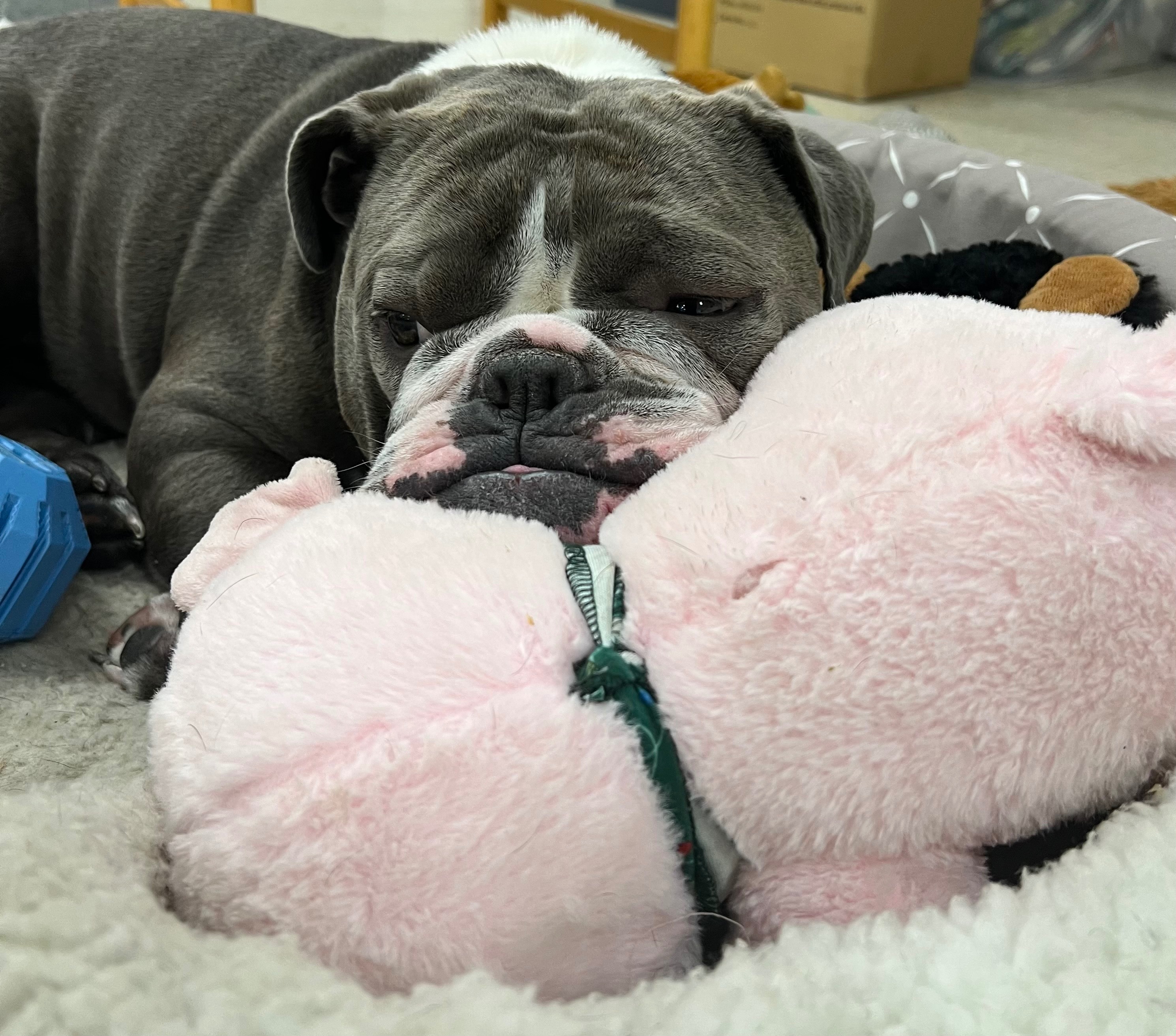 Support Newman's ACL Surgery Costs campaign photo, 2 of 8
