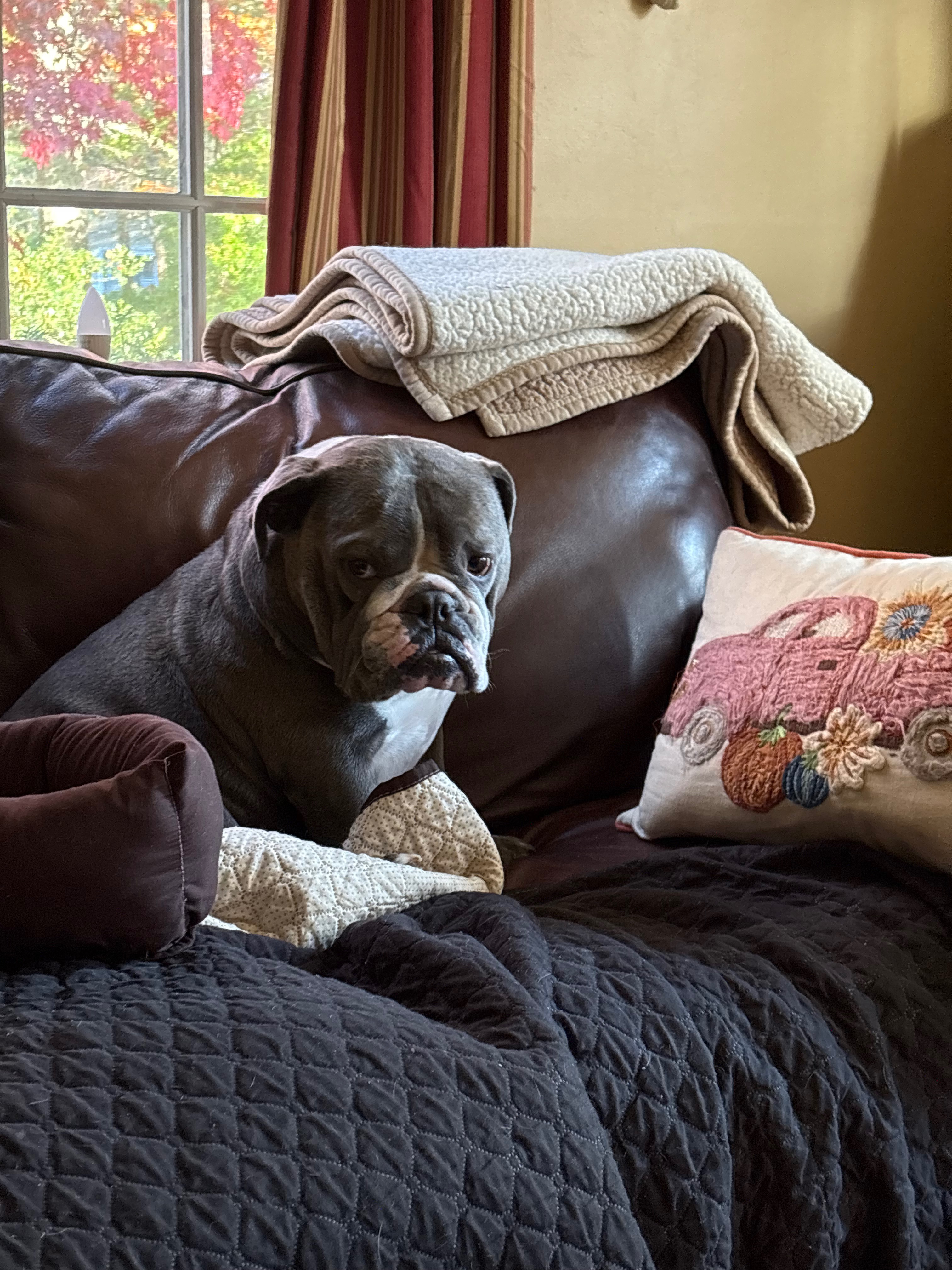 Support Newman's ACL Surgery Costs campaign photo, 4 of 8