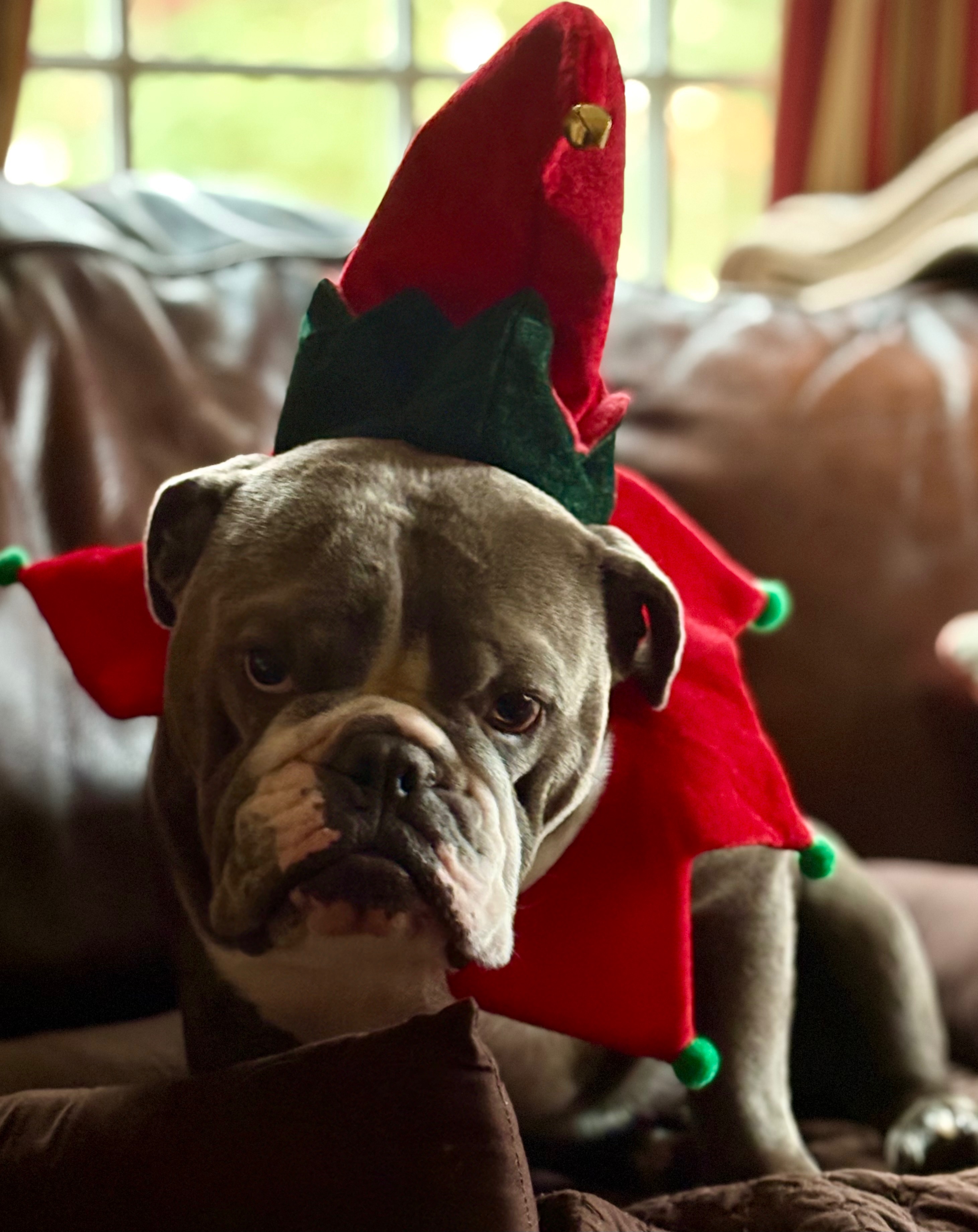 Support Newman's ACL Surgery Costs campaign photo, 6 of 8