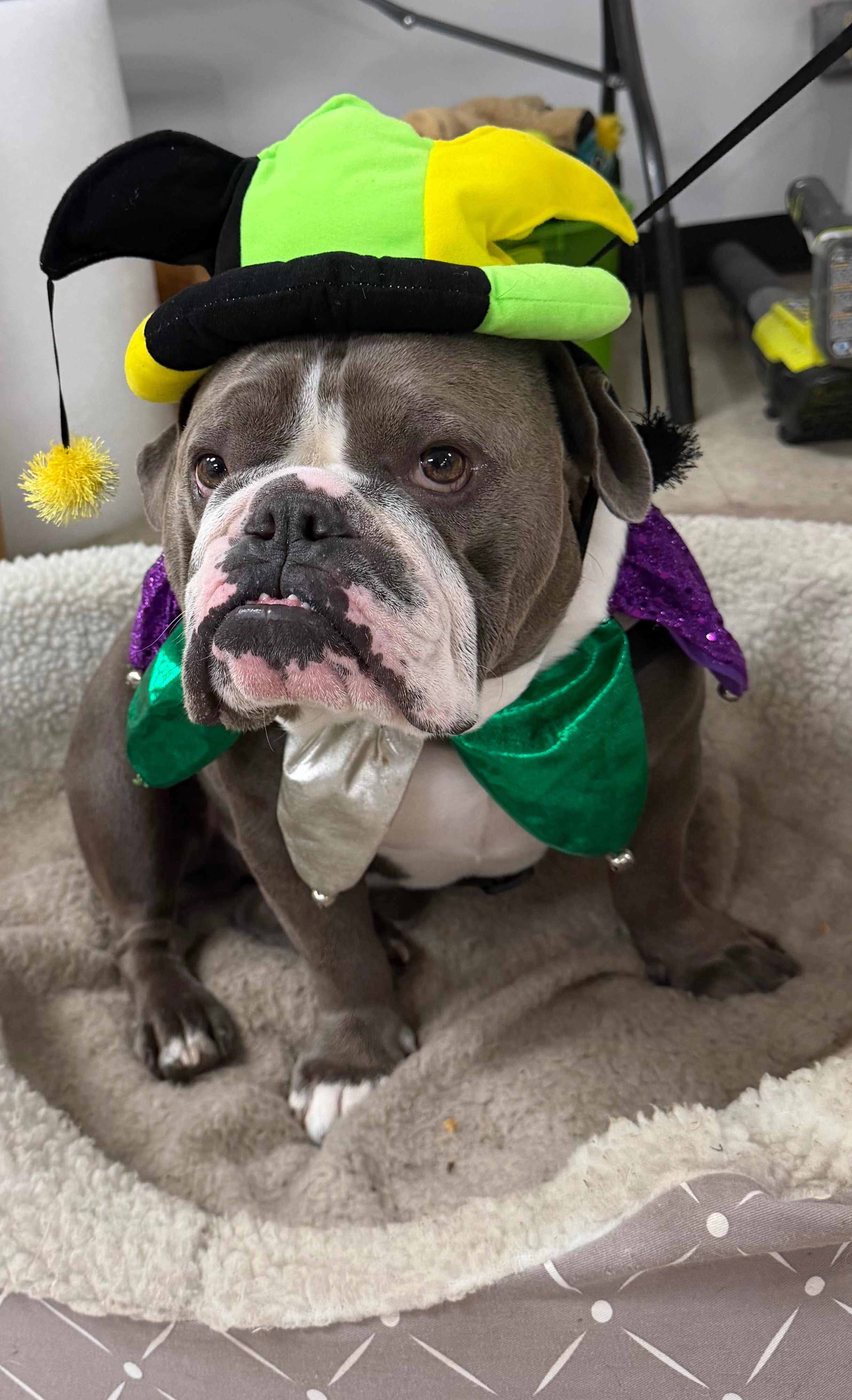 Support Newman's ACL Surgery Costs campaign photo, 5 of 8