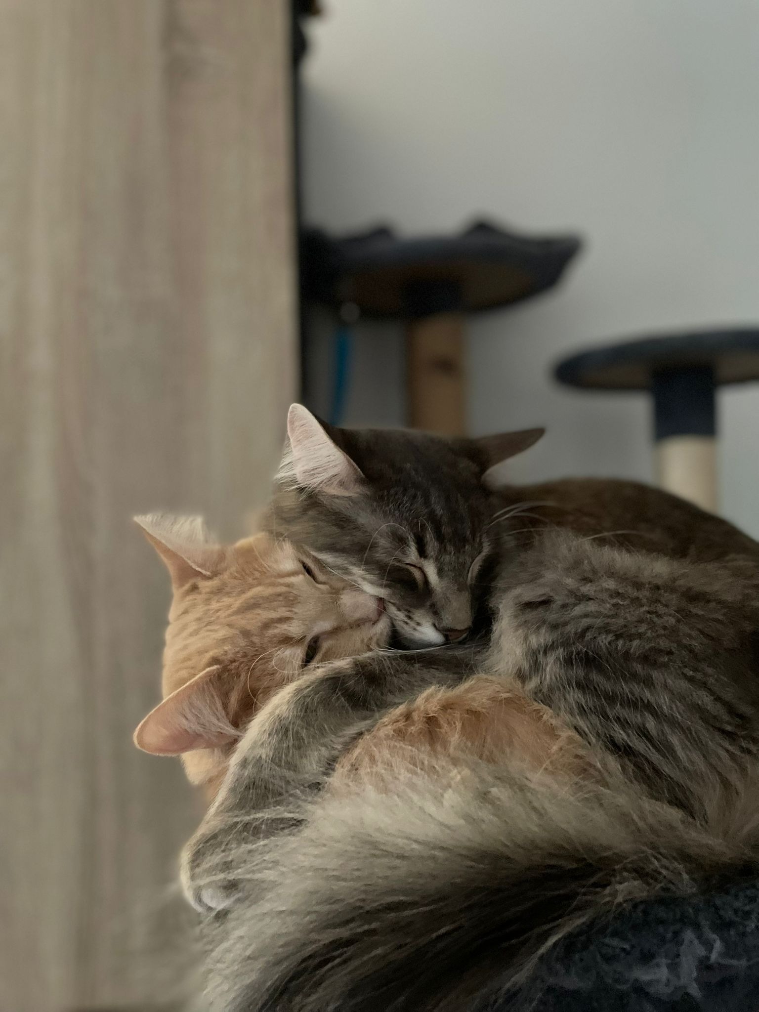 Spendenaufruf für unseren Nachbarn und seine geliebte Katze campaign photo, 4 of 7