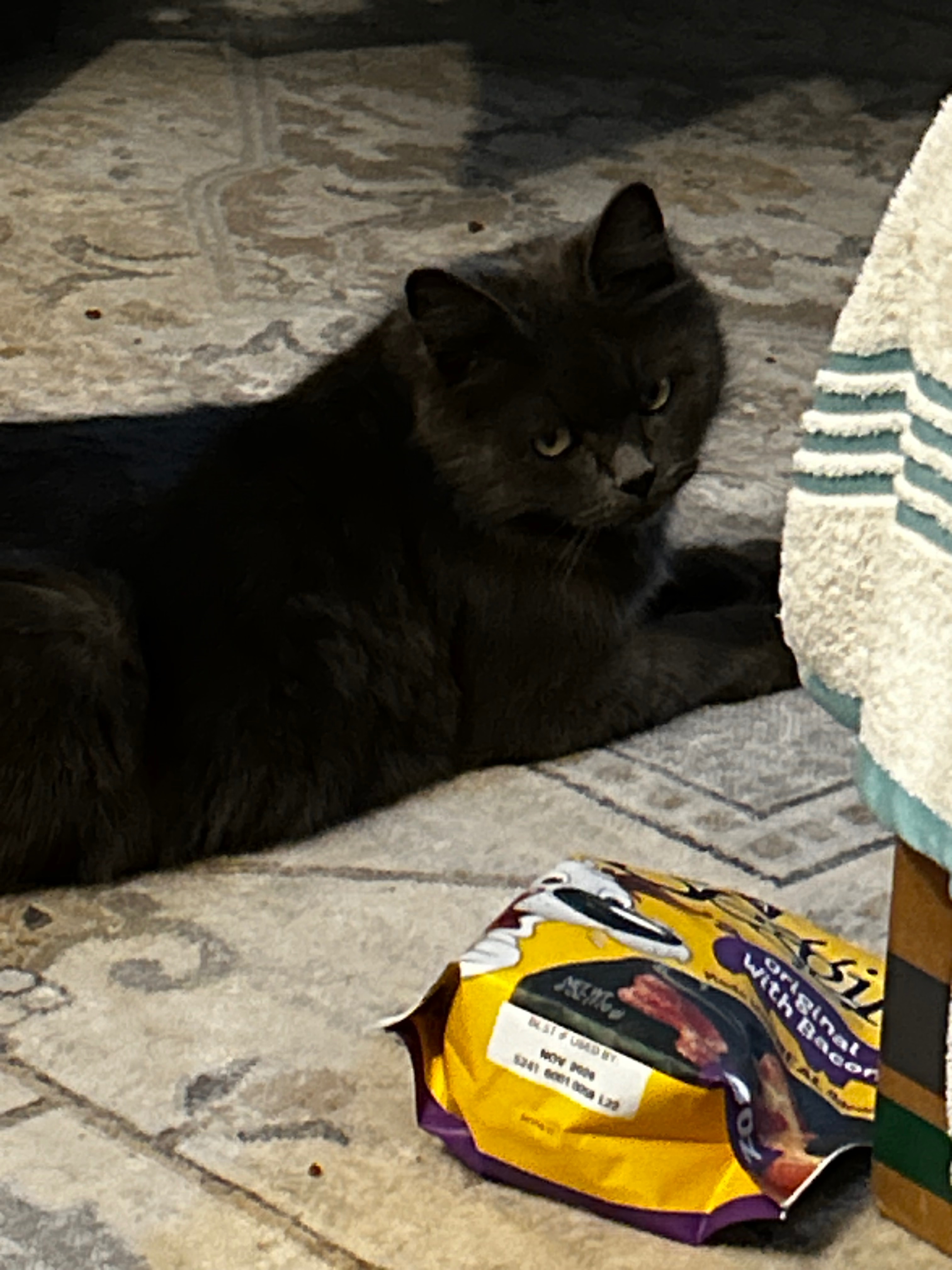 Help us support Momma cats w kittens ‍⬛ campaign photo, 7 of 8