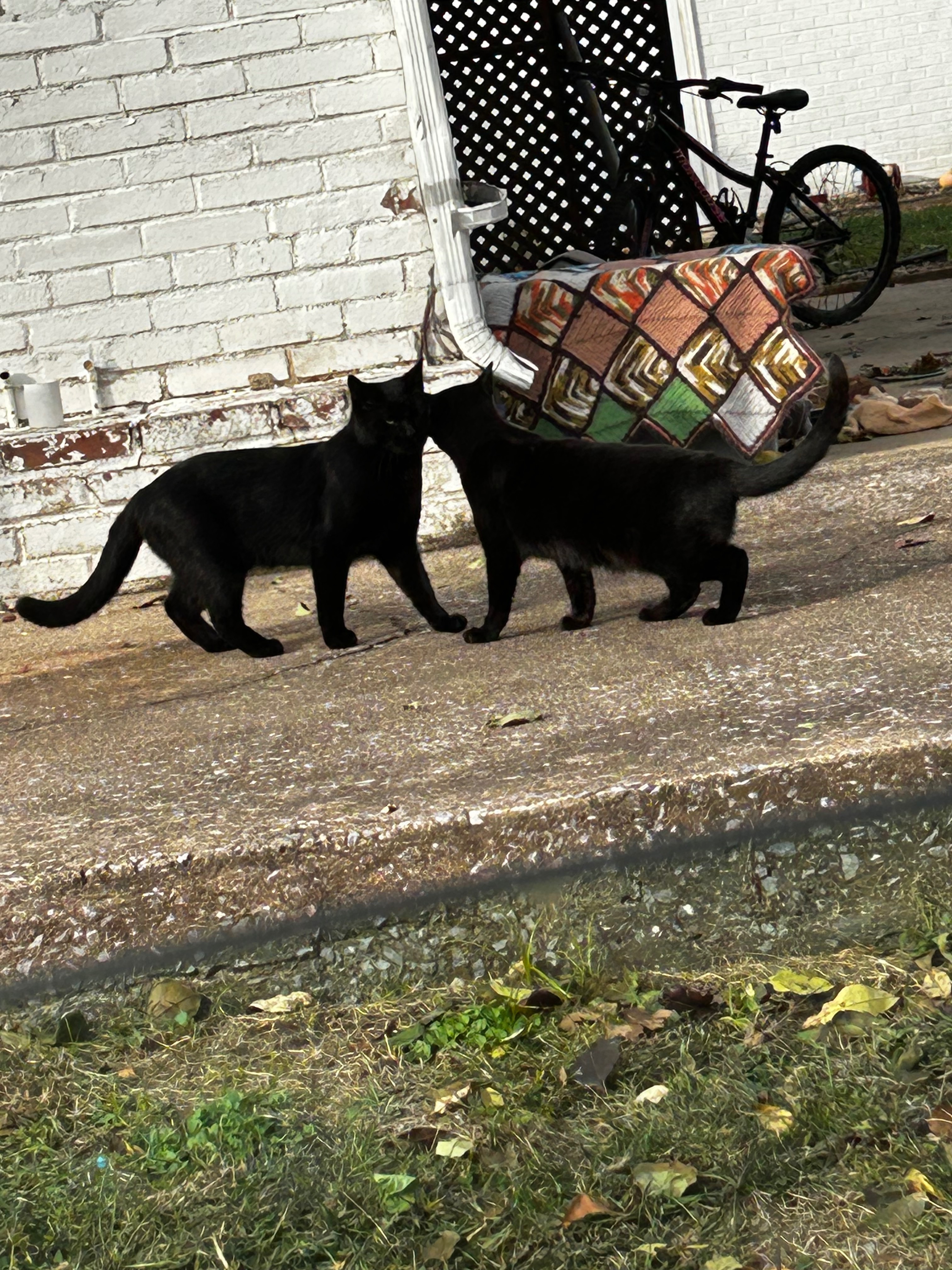 Help us support Momma cats w kittens ‍⬛ campaign photo, 2 of 8