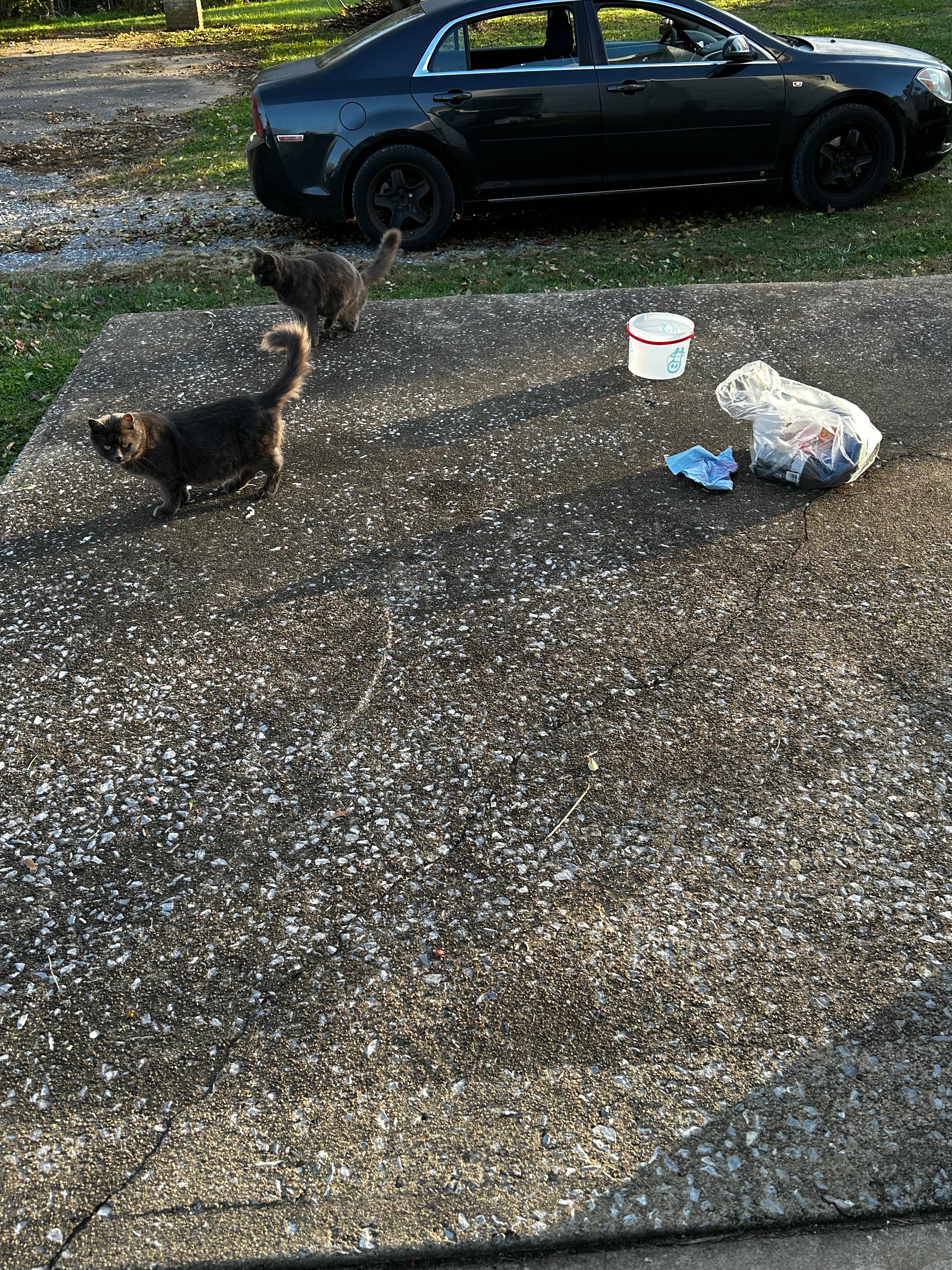 Help us support Momma cats w kittens ‍⬛ campaign photo, 5 of 8