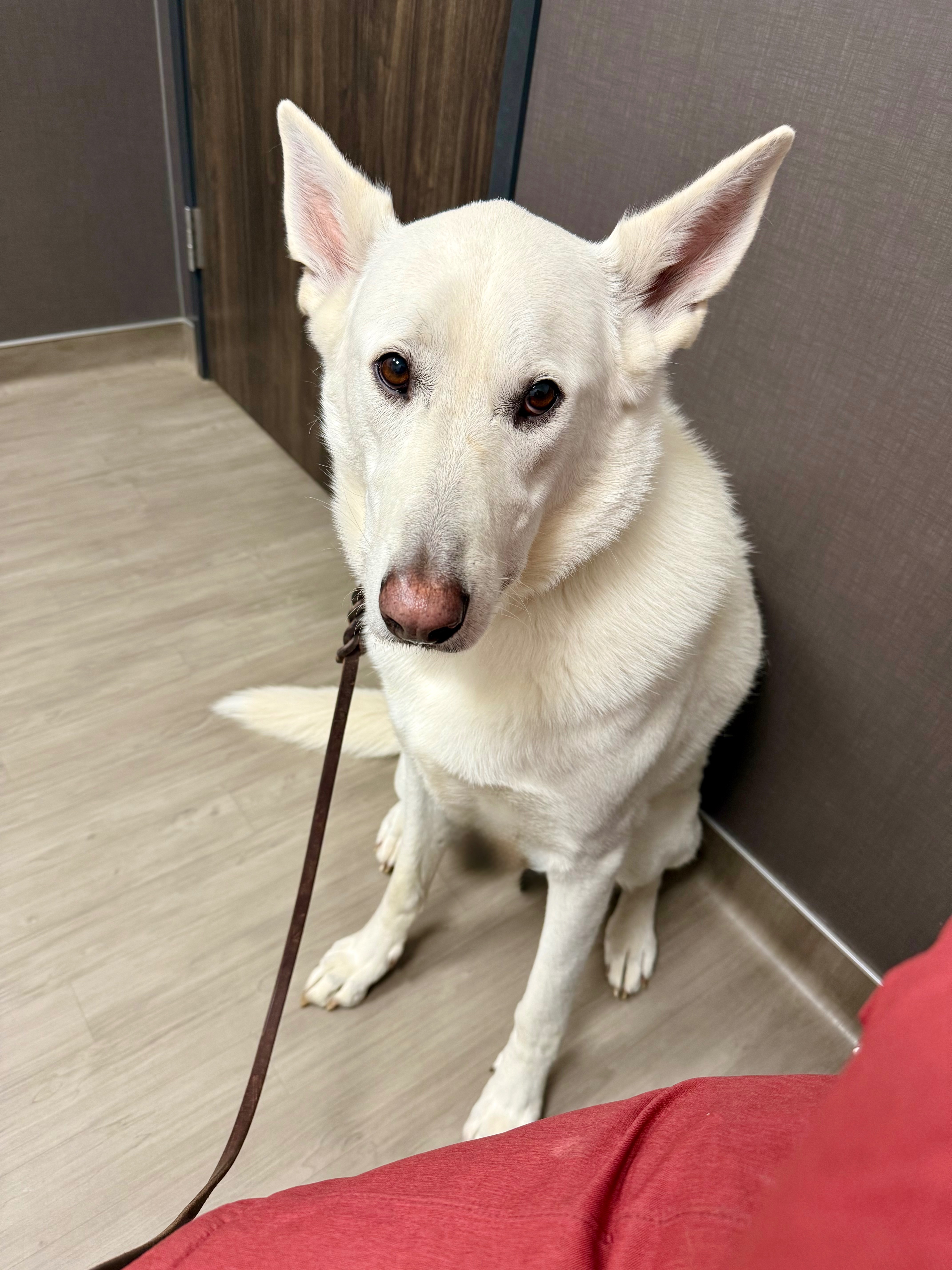 Help Loki the School Therapy Dog Get Back to School campaign photo, 6 of 6