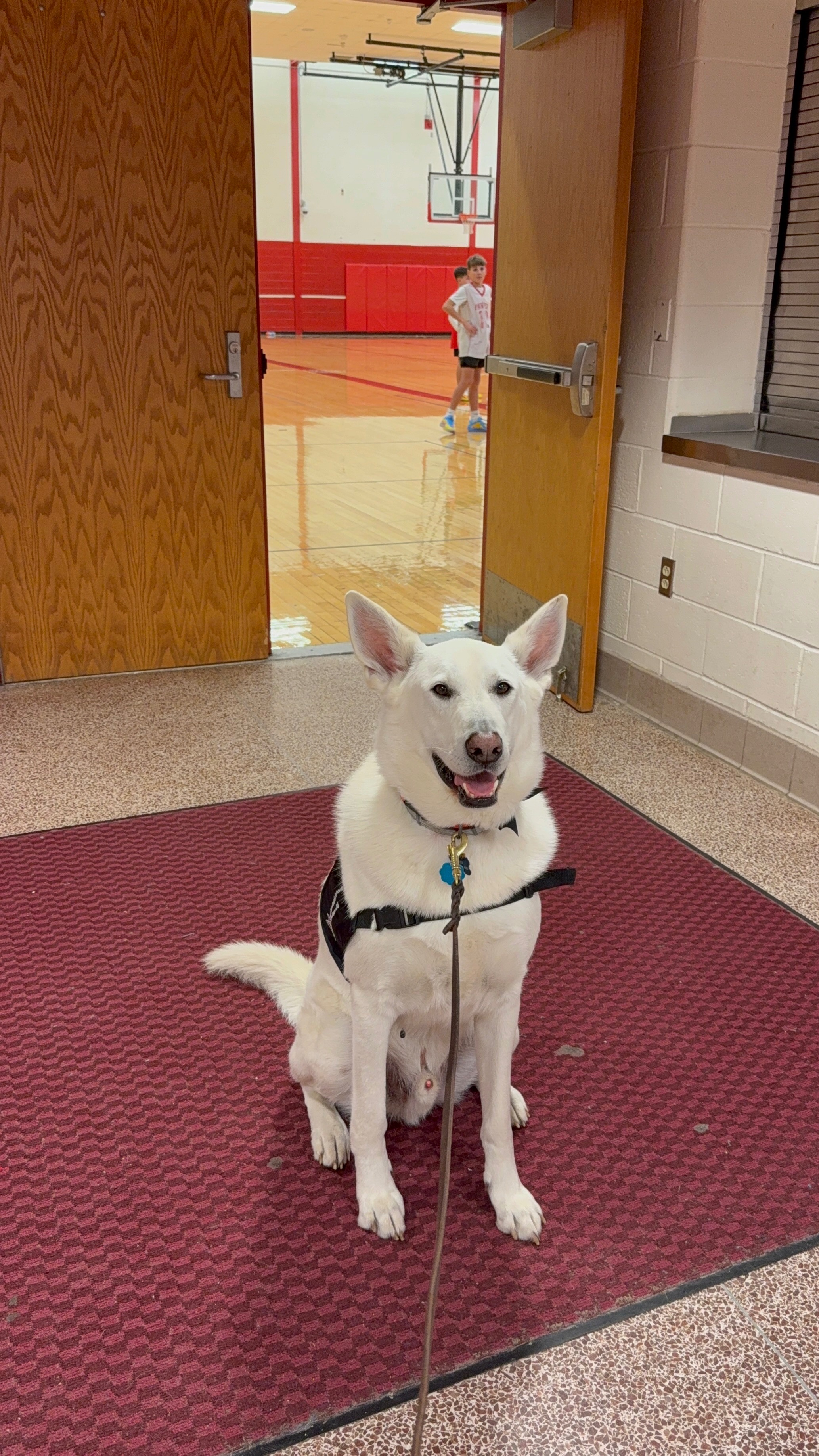 Help Loki the School Therapy Dog Get Back to School campaign photo, 2 of 6