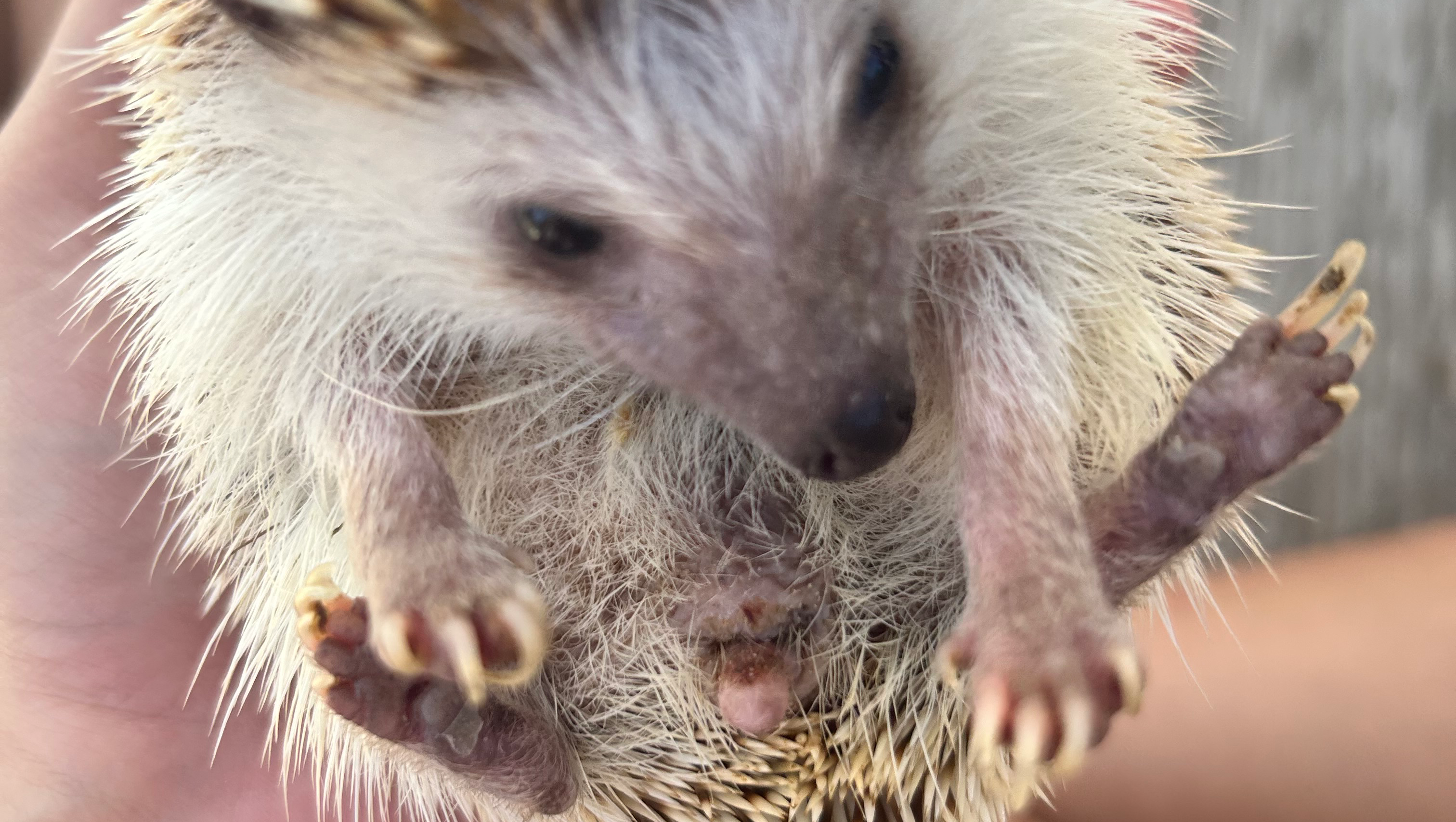 Help Kaely's Hedgehog Get Vital Vet Care photo