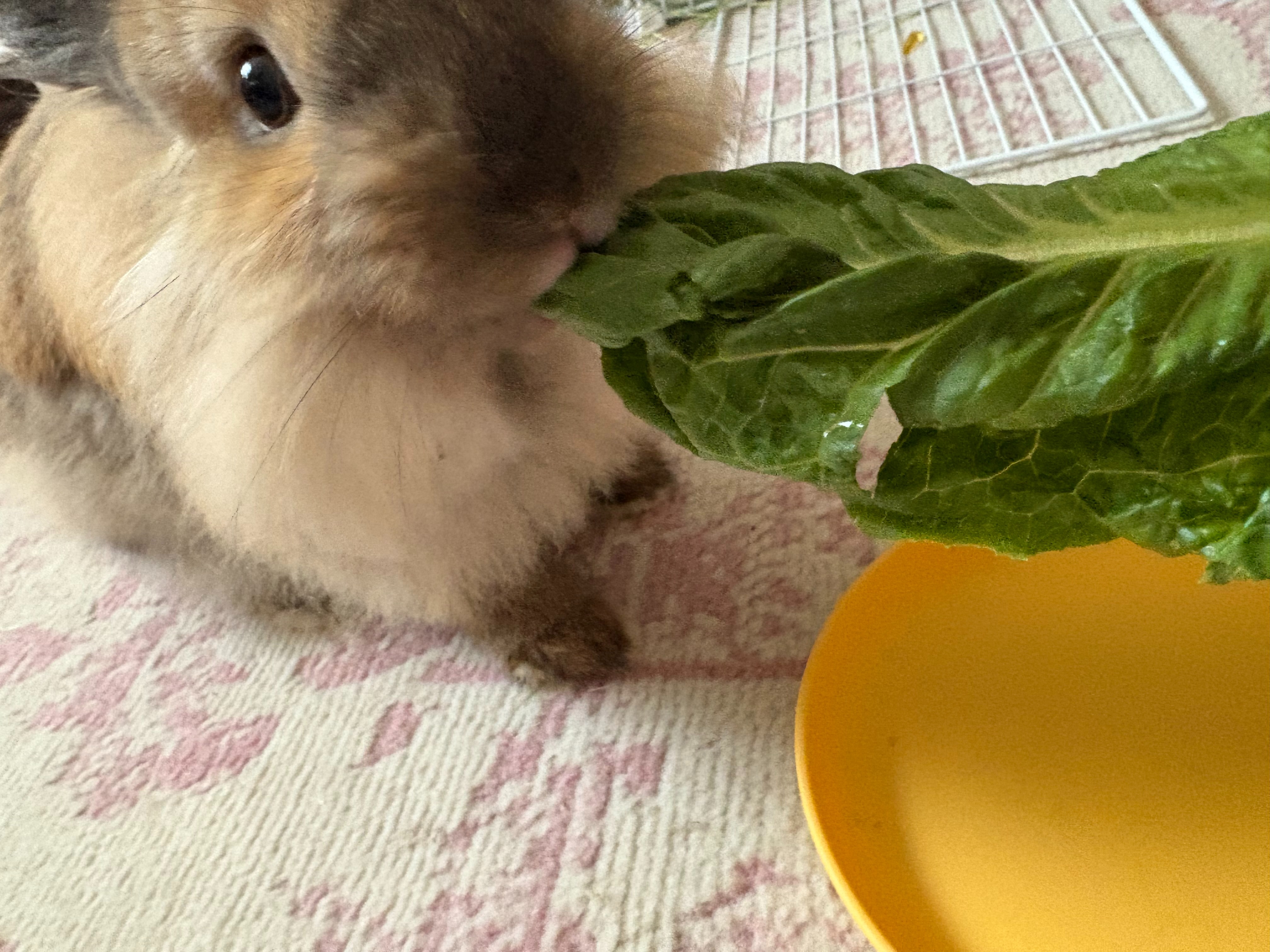 Help Pay For Mocha's Emergency Vet Visit Bill campaign photo, 4 of 8