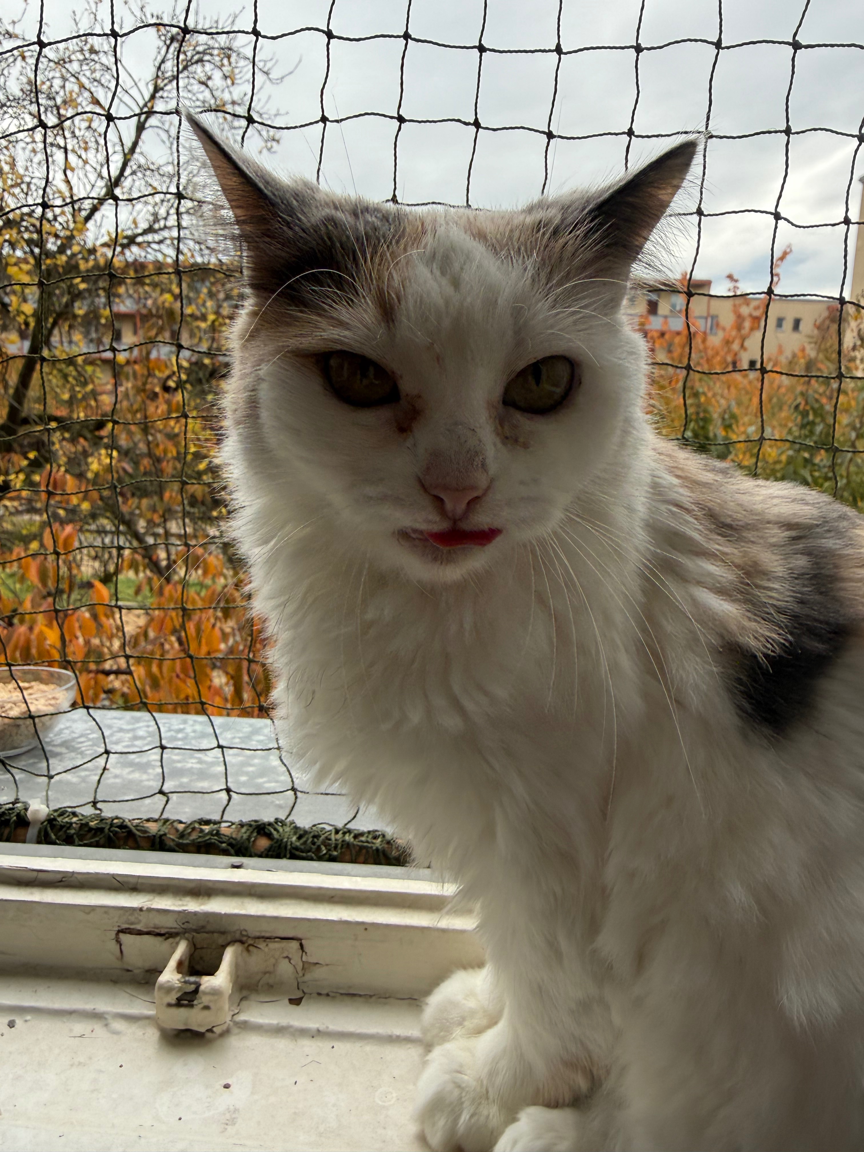 Bitte helft Cahnari, Koko und uns :( campaign photo, 4 of 7