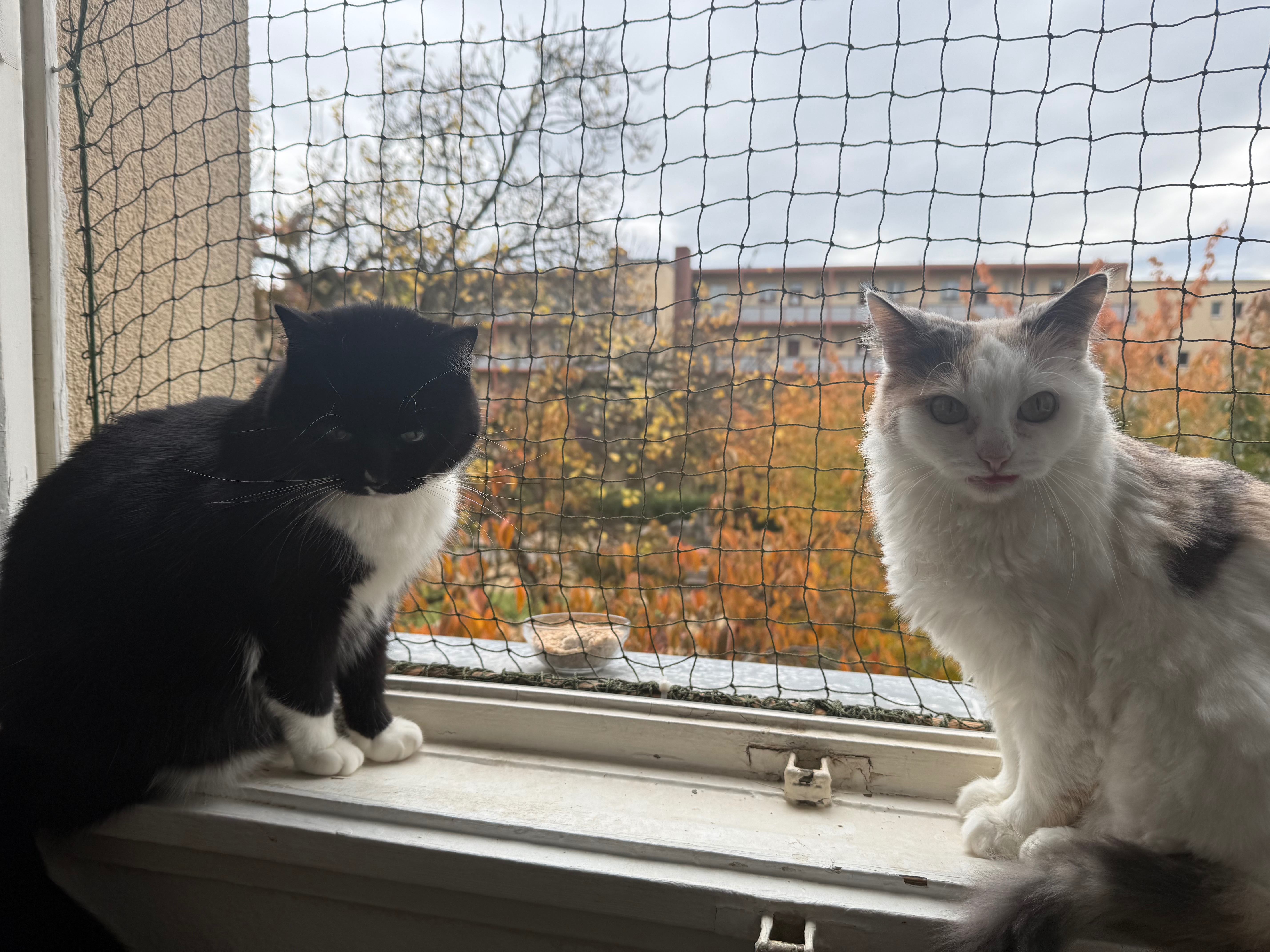 Bitte helft Cahnari, Koko und uns :( campaign photo, 5 of 7