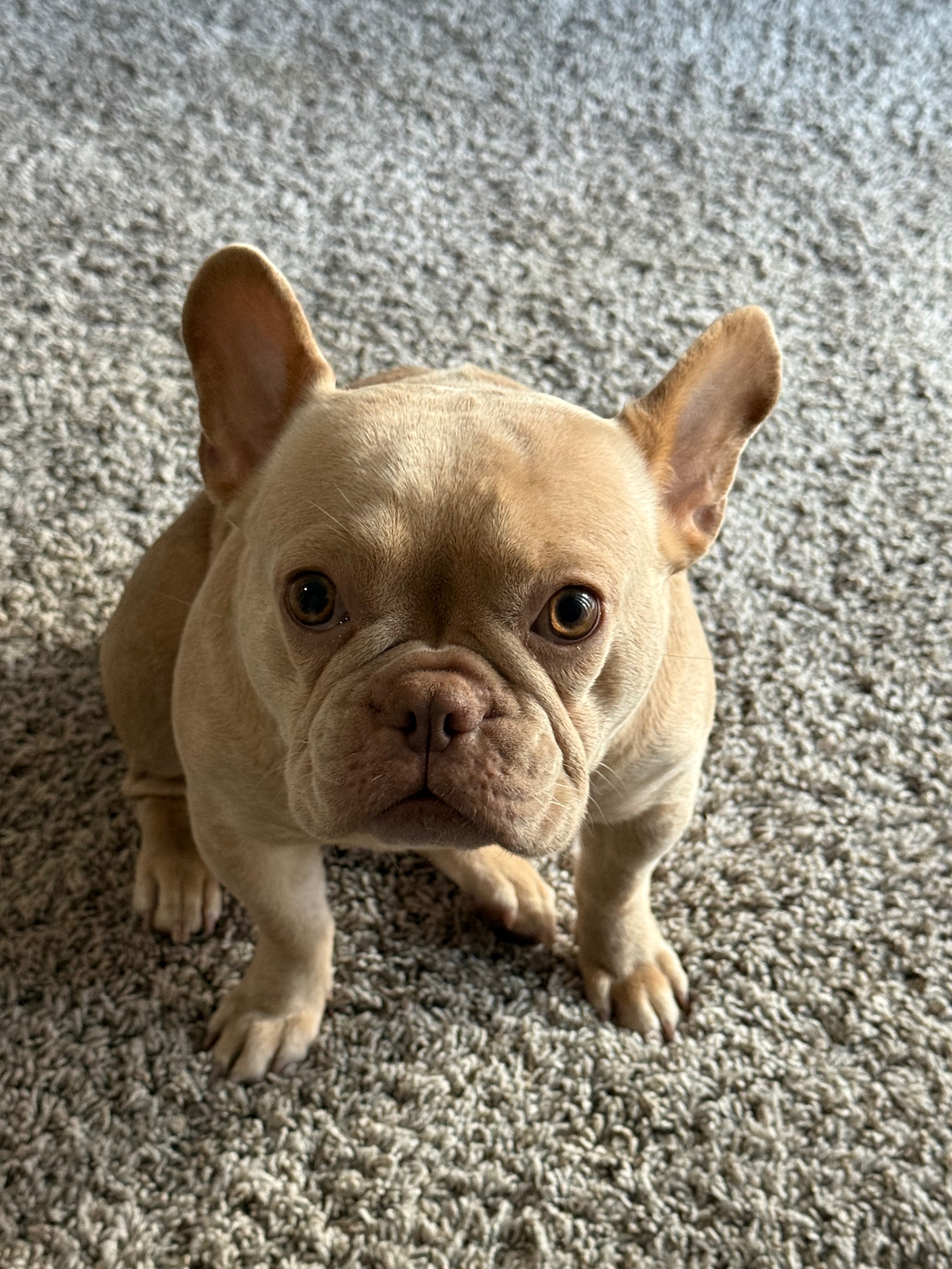 Chloe Needs Life-Saving Surgery campaign photo, 6 of 7