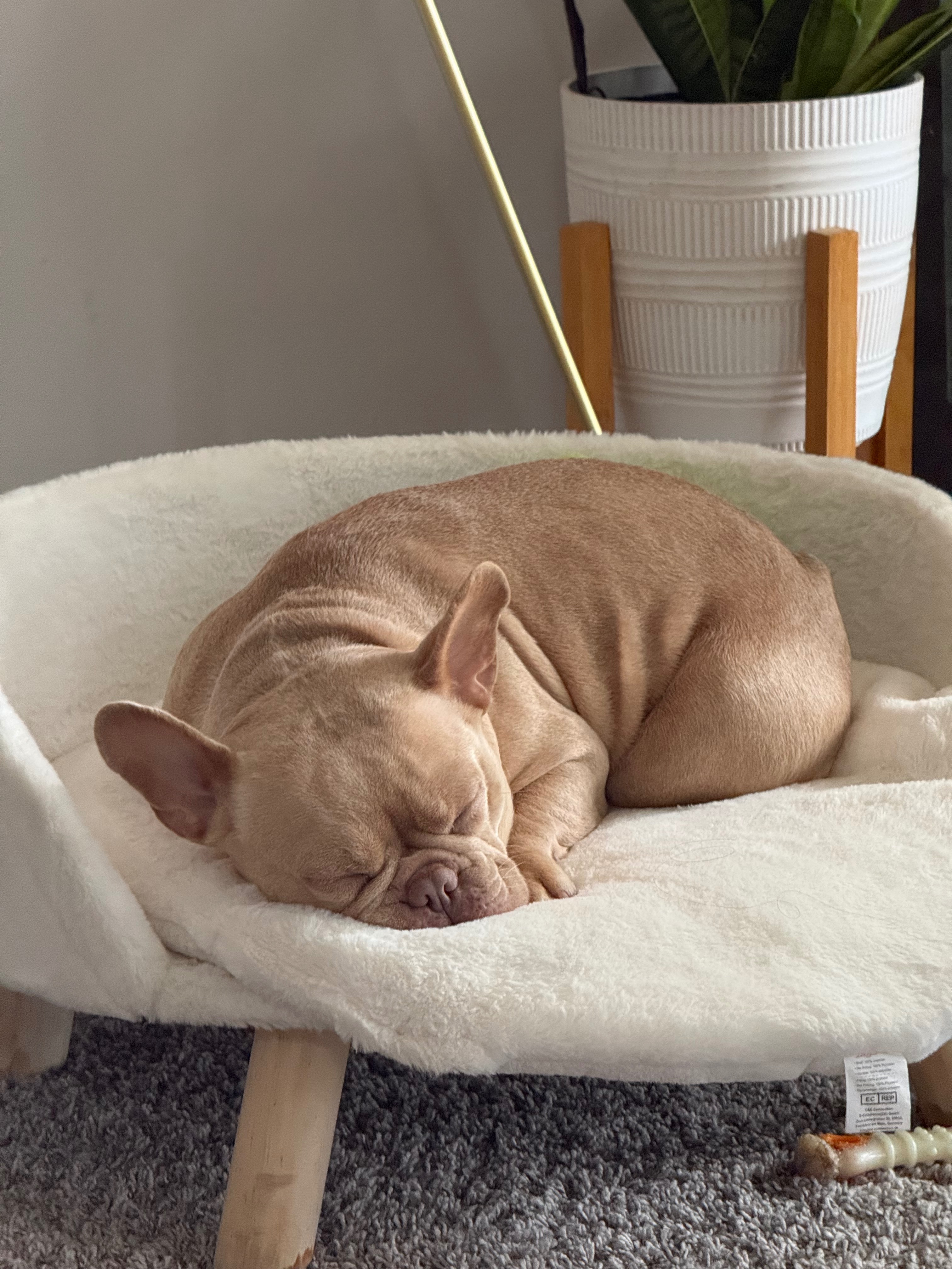 Chloe Needs Life-Saving Surgery campaign photo, 5 of 7
