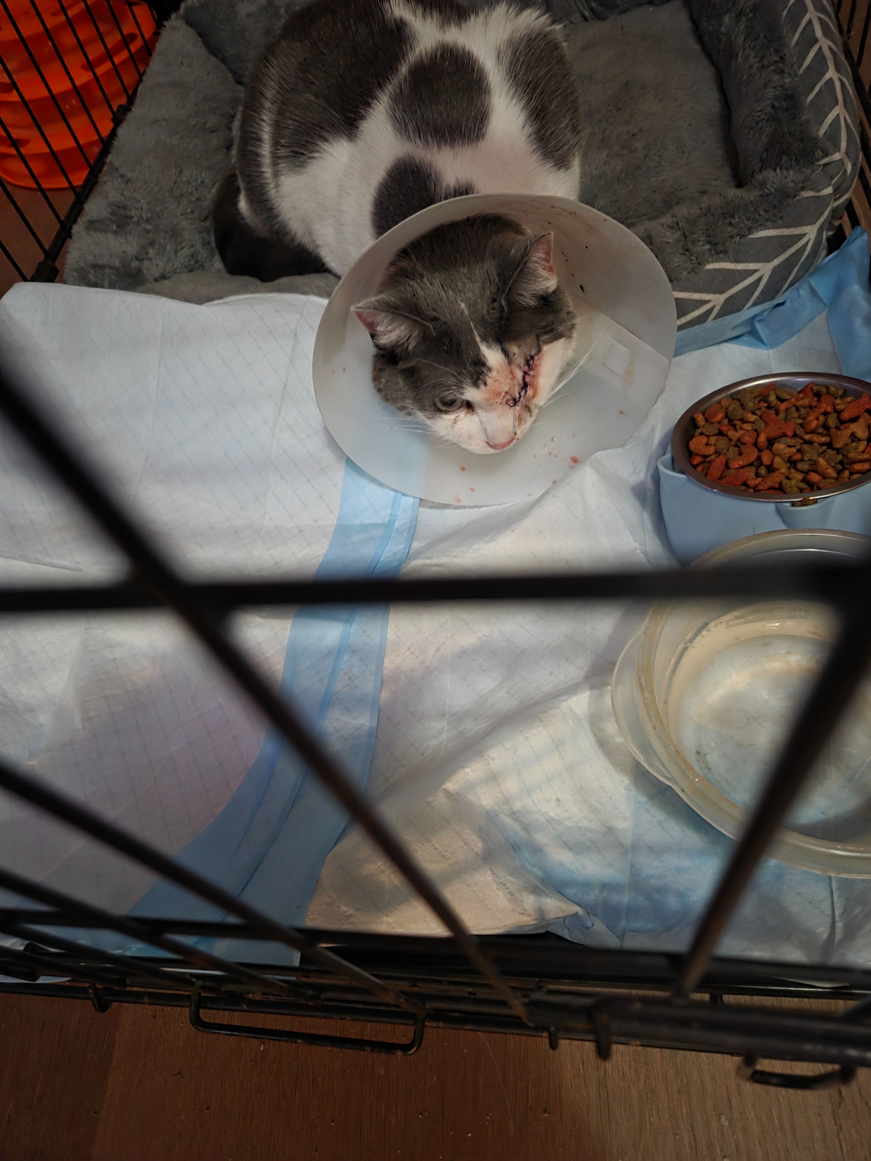 Help Sharon Pay for Tweety's Eye Surgery campaign photo, 7 of 8