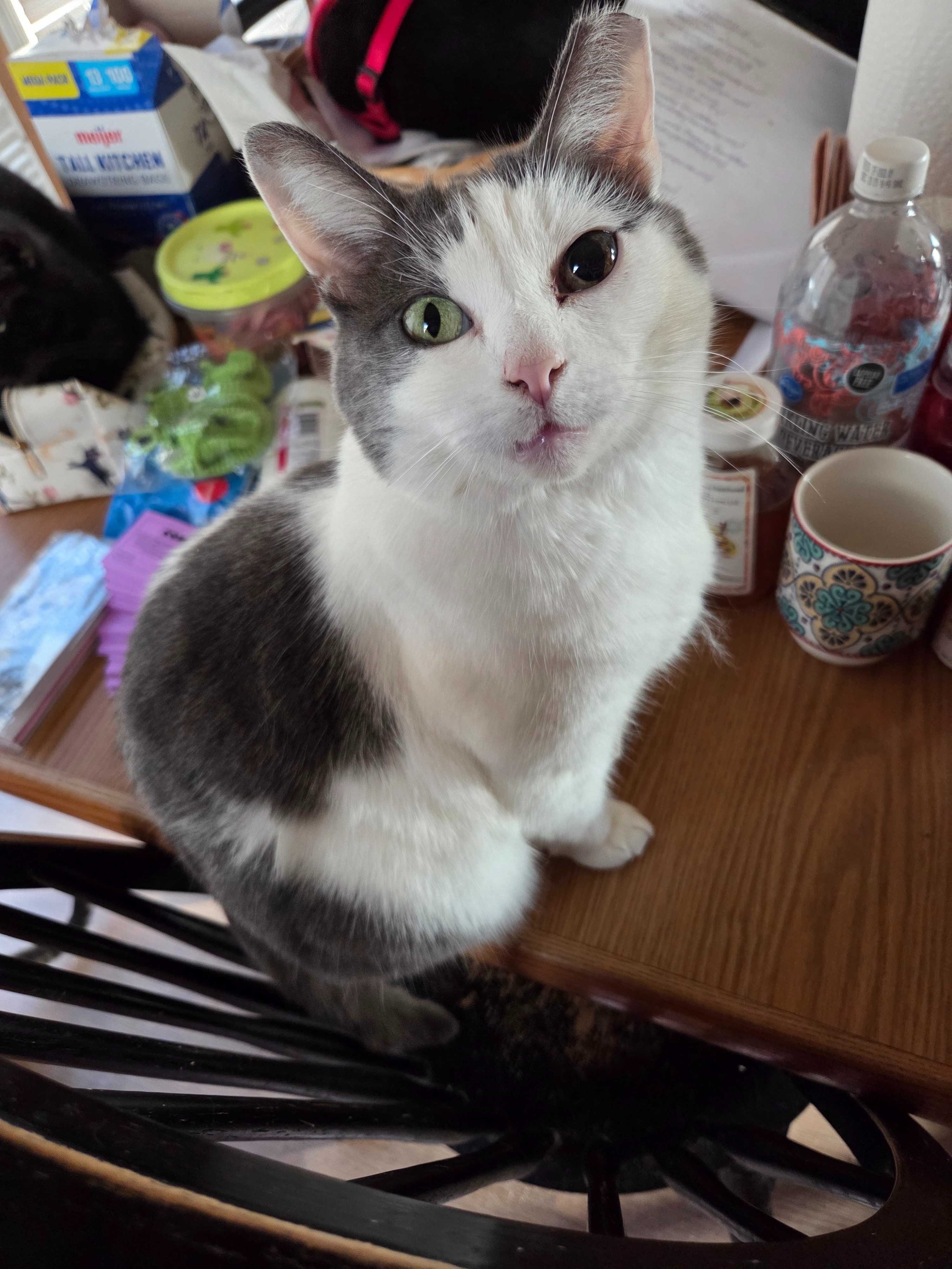 Help Sharon Pay for Tweety's Eye Surgery campaign photo, 2 of 8