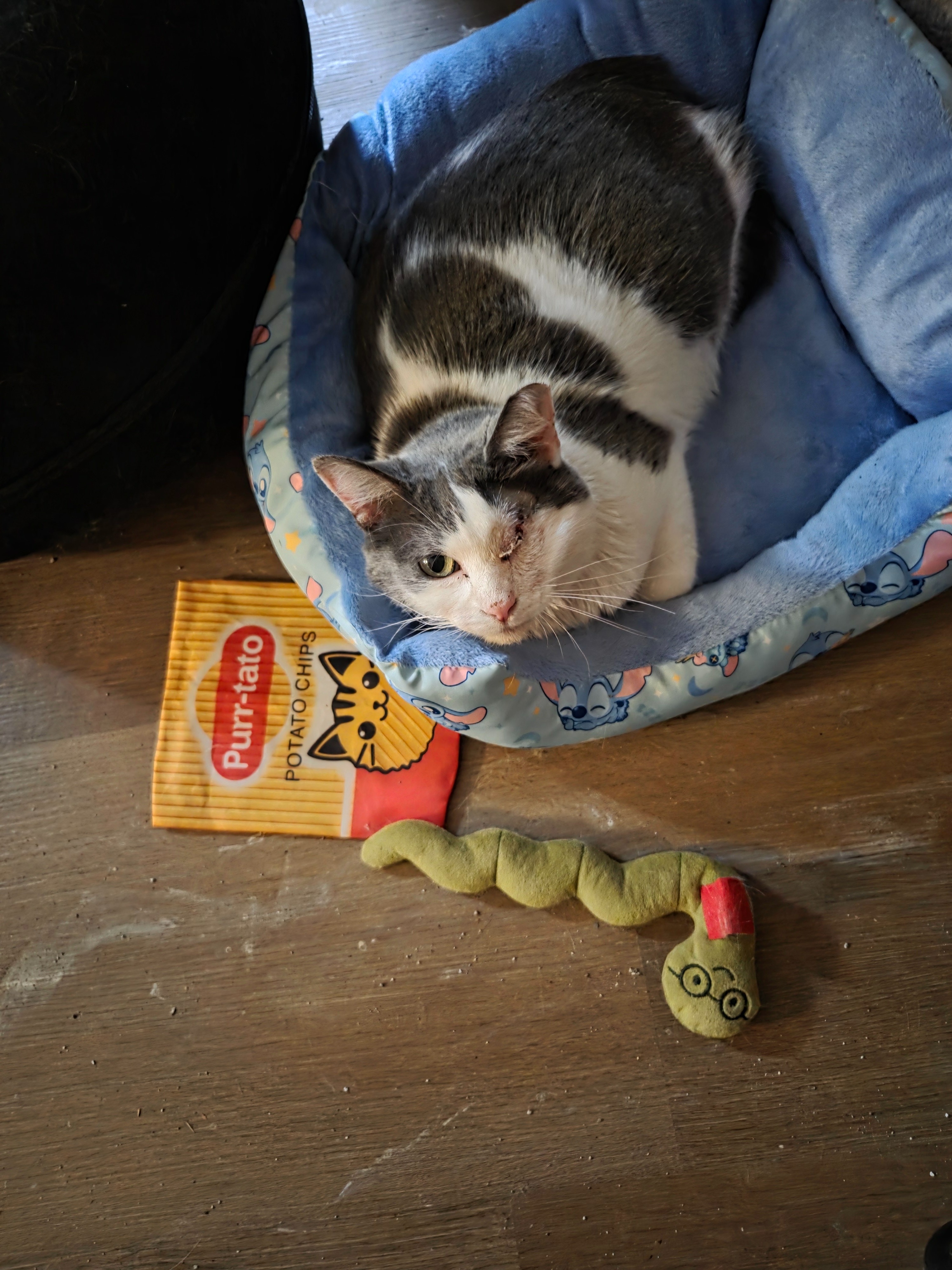 Help Sharon Pay for Tweety's Eye Surgery campaign photo, 6 of 8