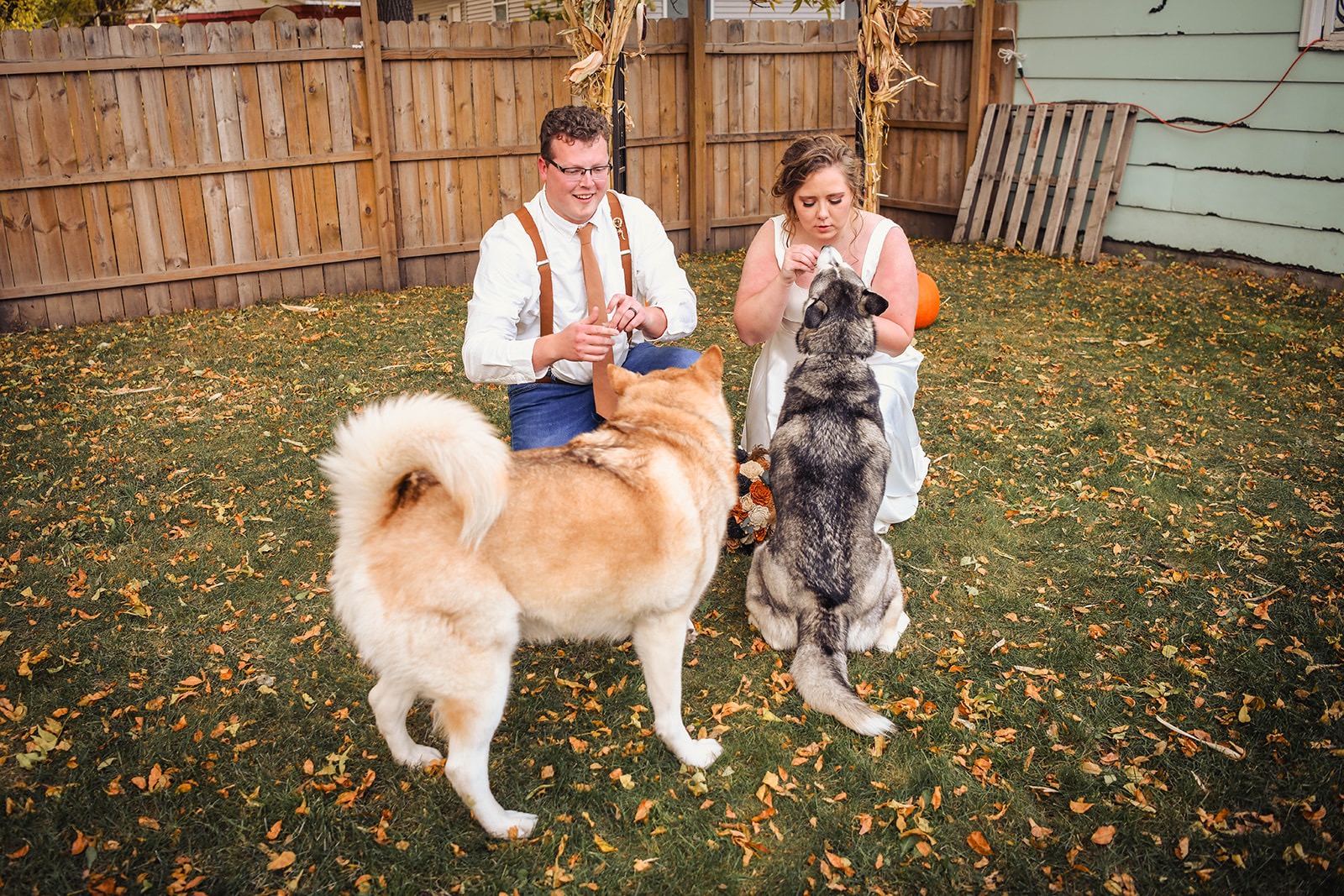 Support Comfort and Joy for Shelter Pets campaign photo, 2 of 4