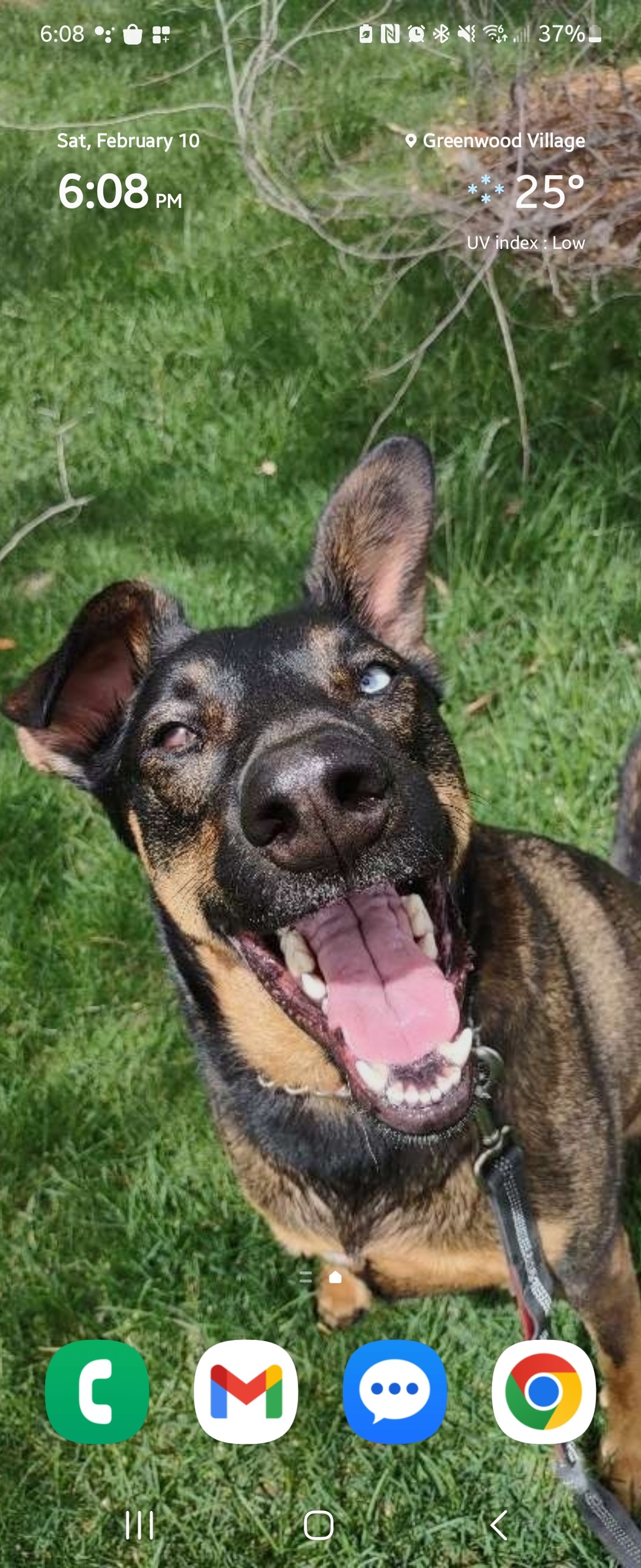 Give Dagney a Chance to Run and Play Again campaign photo, 2 of 8