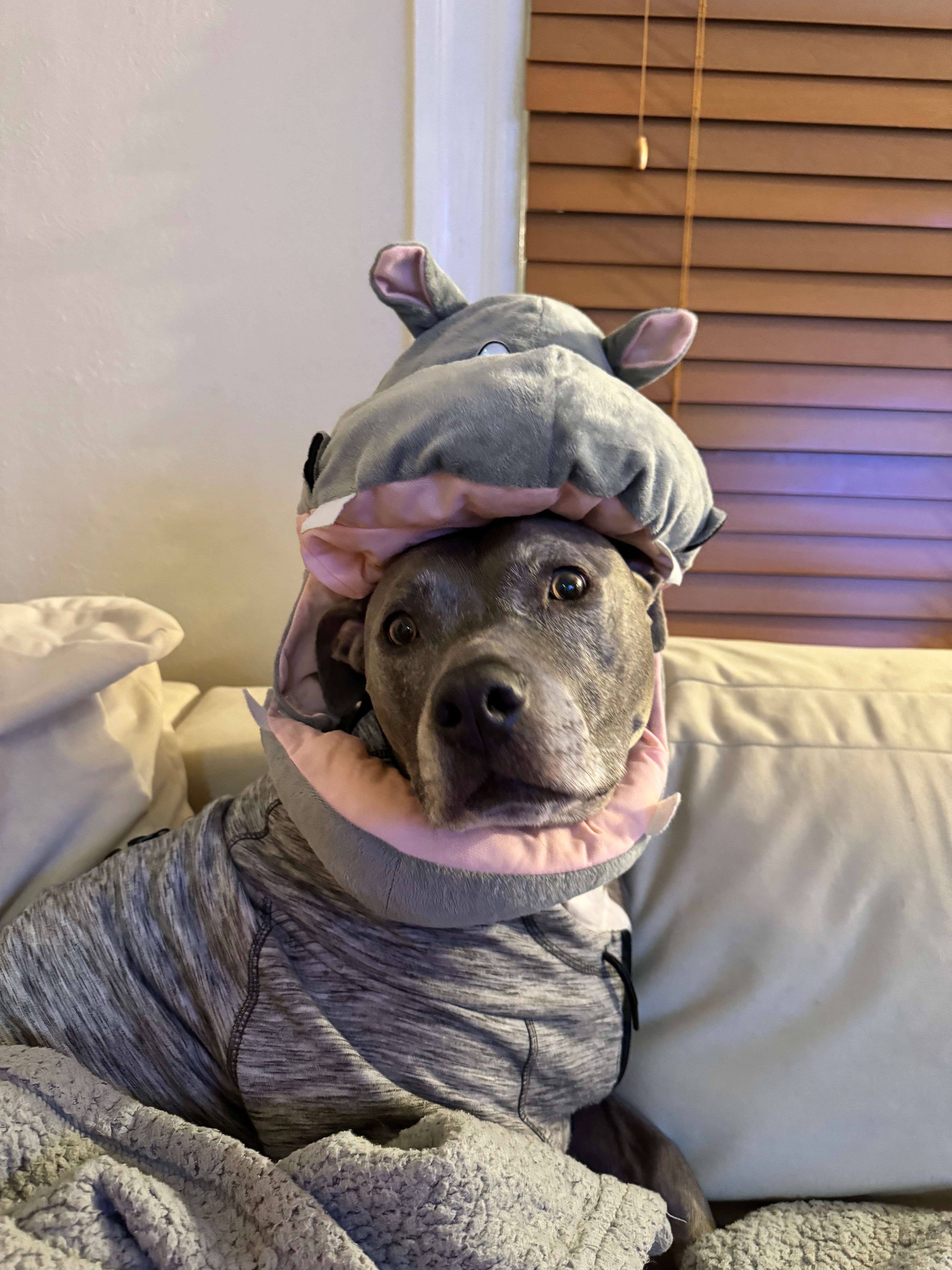 Help Beezy Get Back on Her Paws campaign photo, 7 of 8