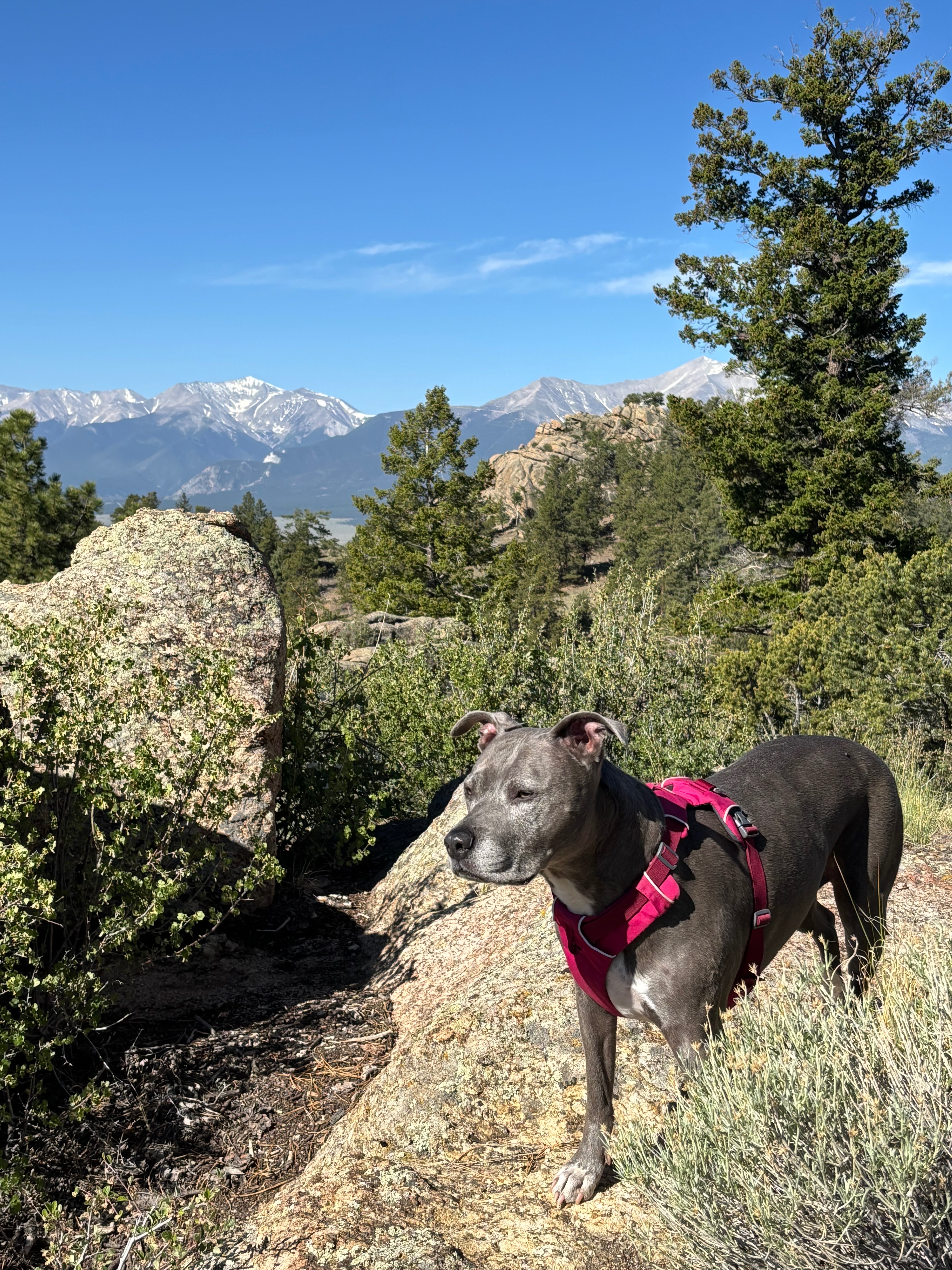 Help Beezy Get Back on Her Paws campaign photo, 4 of 8