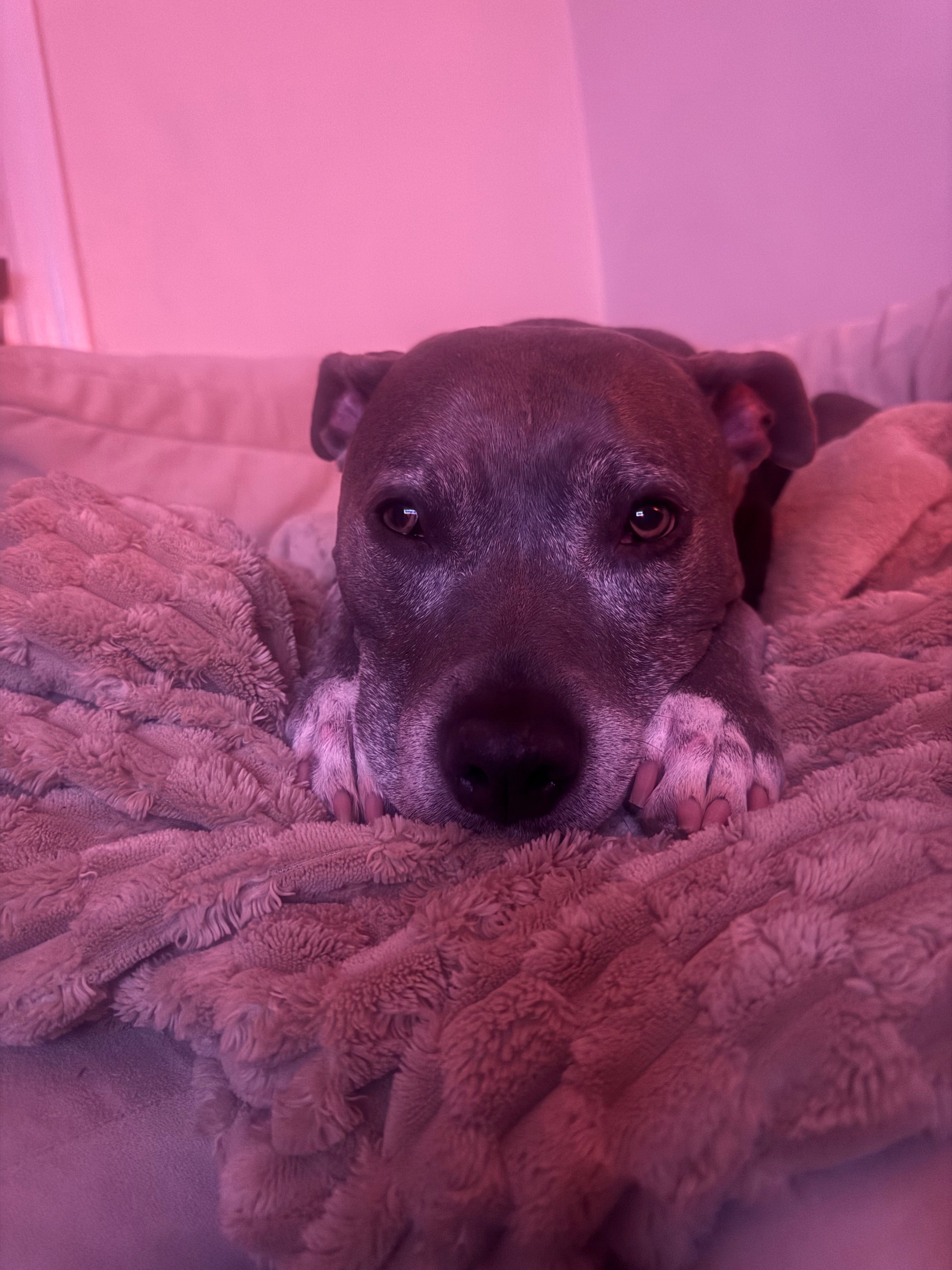 Help Beezy Get Back on Her Paws campaign photo, 6 of 8