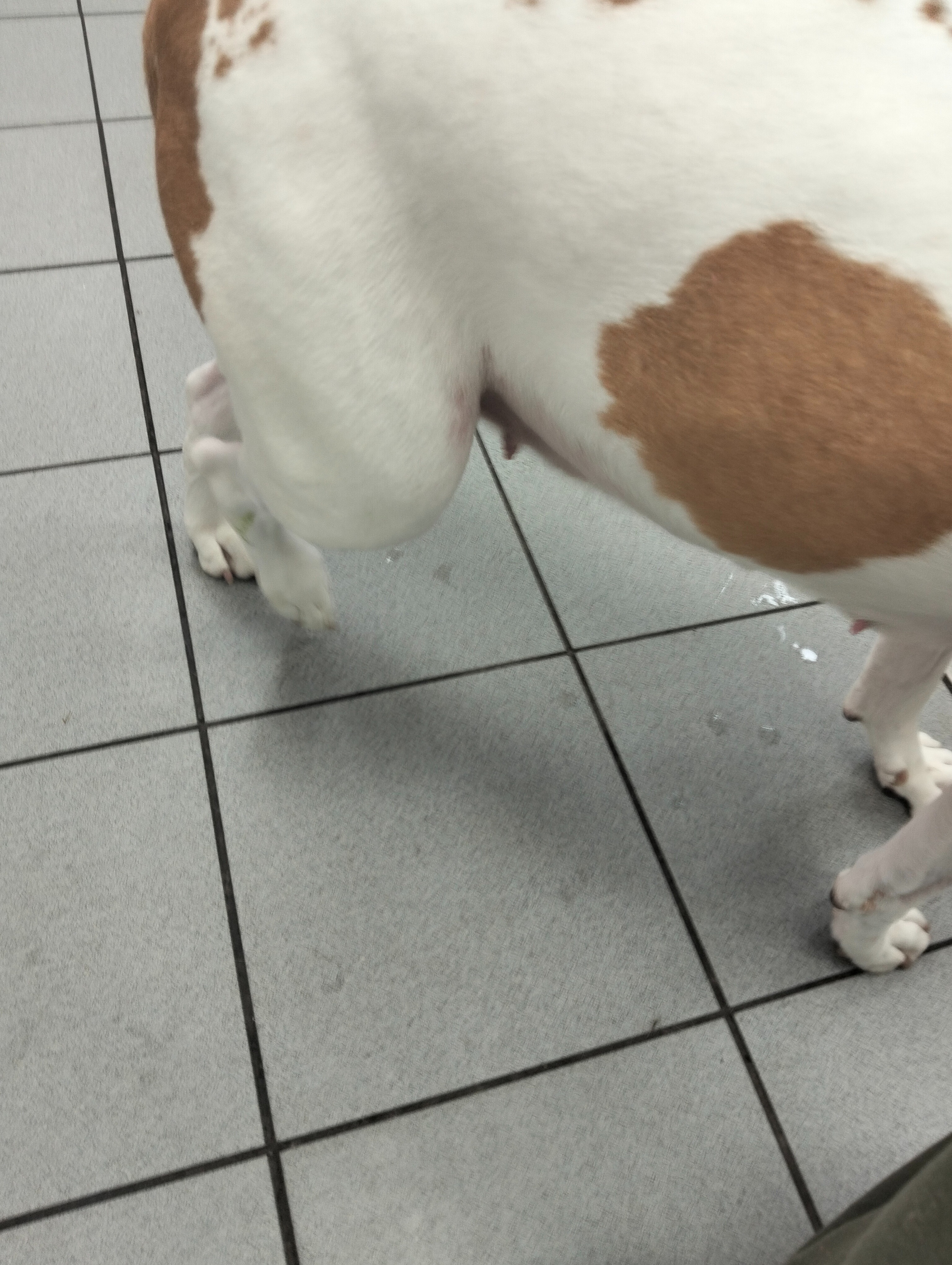 Cruciate ligament surgery campaign photo, 2 of 4