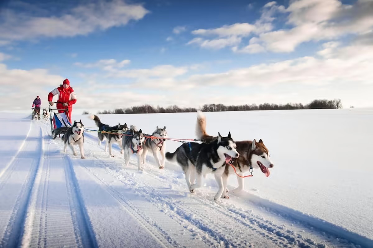 Kampagnen-Foto für Jade, Angie & Di's 250km Husky Treck, 5 von 6