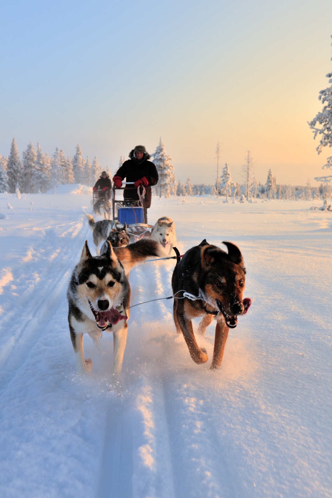 Kampagnen-Foto für Jade, Angie & Di's 250km Husky Treck, 2 von 6