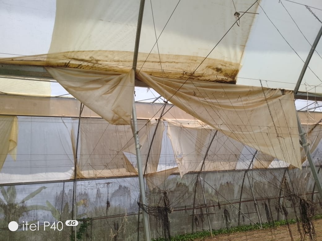 Improving the greenhouses with an overhaul covering in Kenya campaign photo, 6 of 8