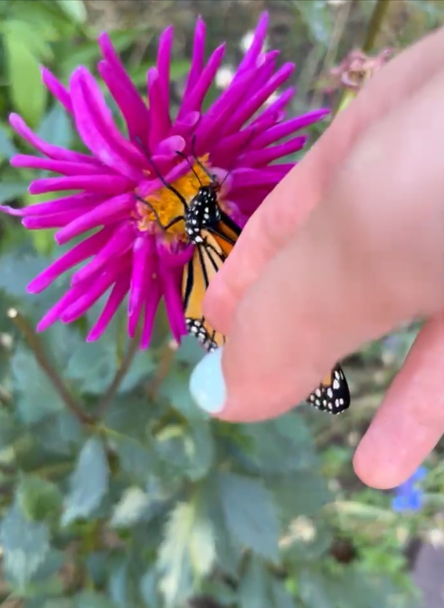 Help Sagan Track Monarch Butterfly Migration campaign photo, 6 of 7