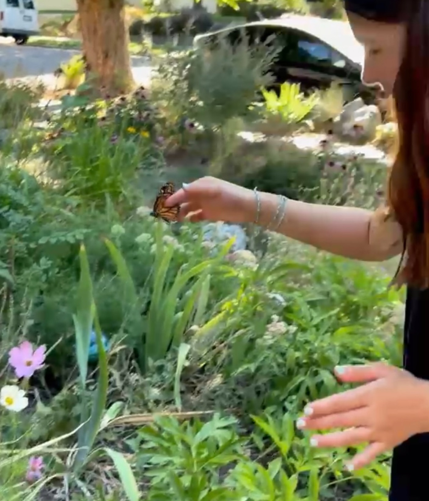 Help Sagan Track Monarch Butterfly Migration campaign photo, 2 of 7