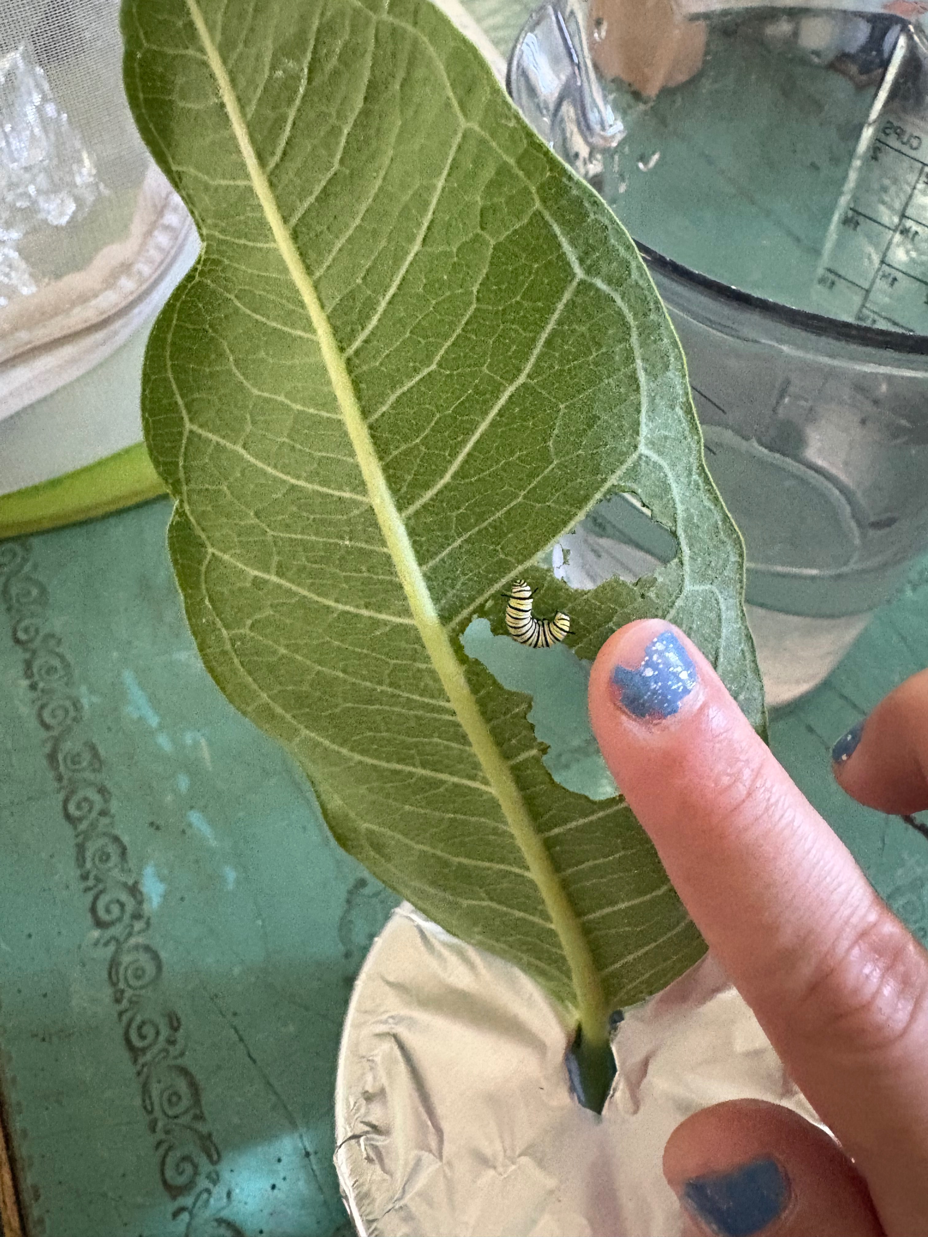 Help Sagan Track Monarch Butterfly Migration campaign photo, 4 of 7