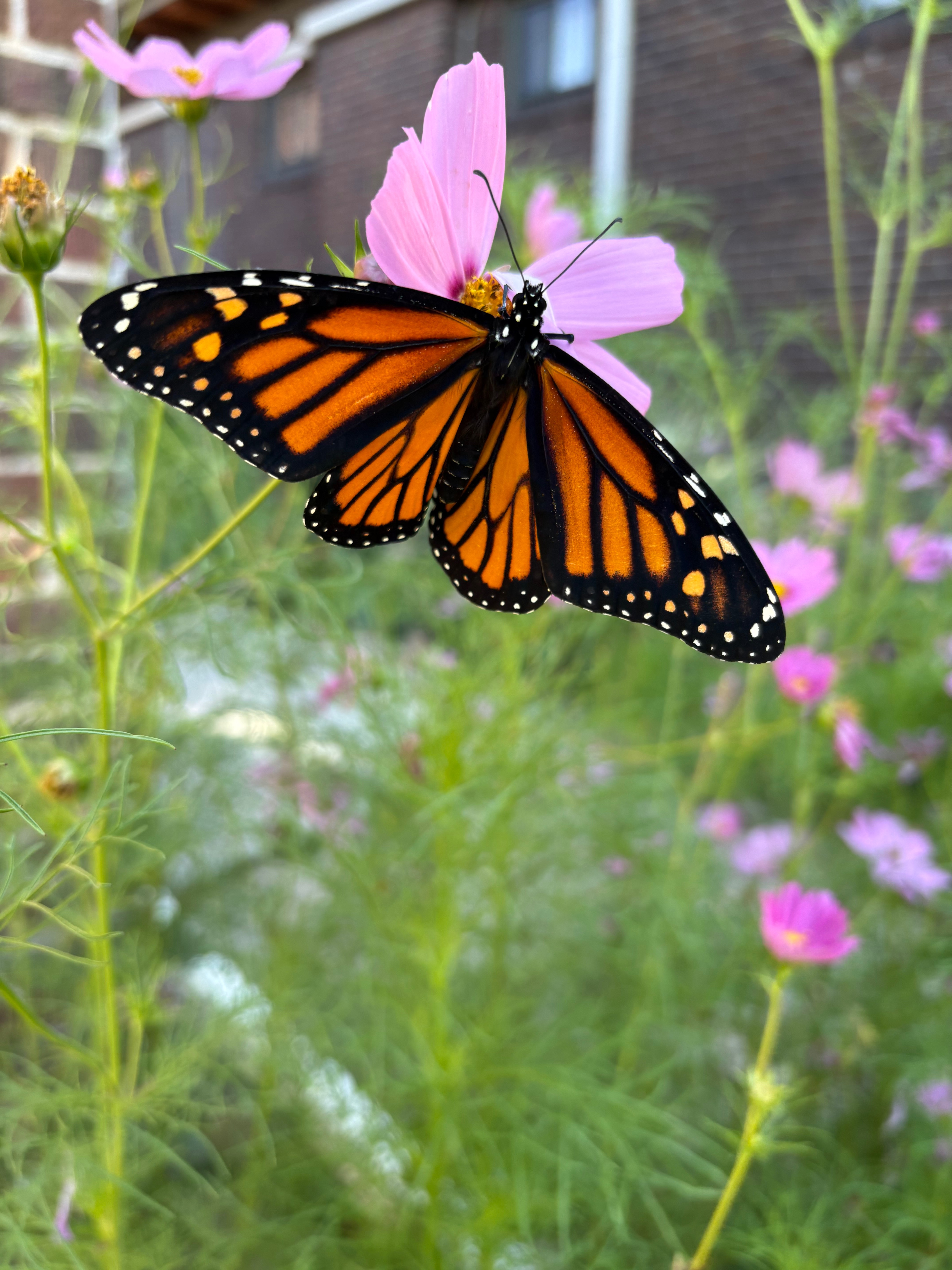 Help Sagan Track Monarch Butterfly Migration campaign photo, 5 of 7