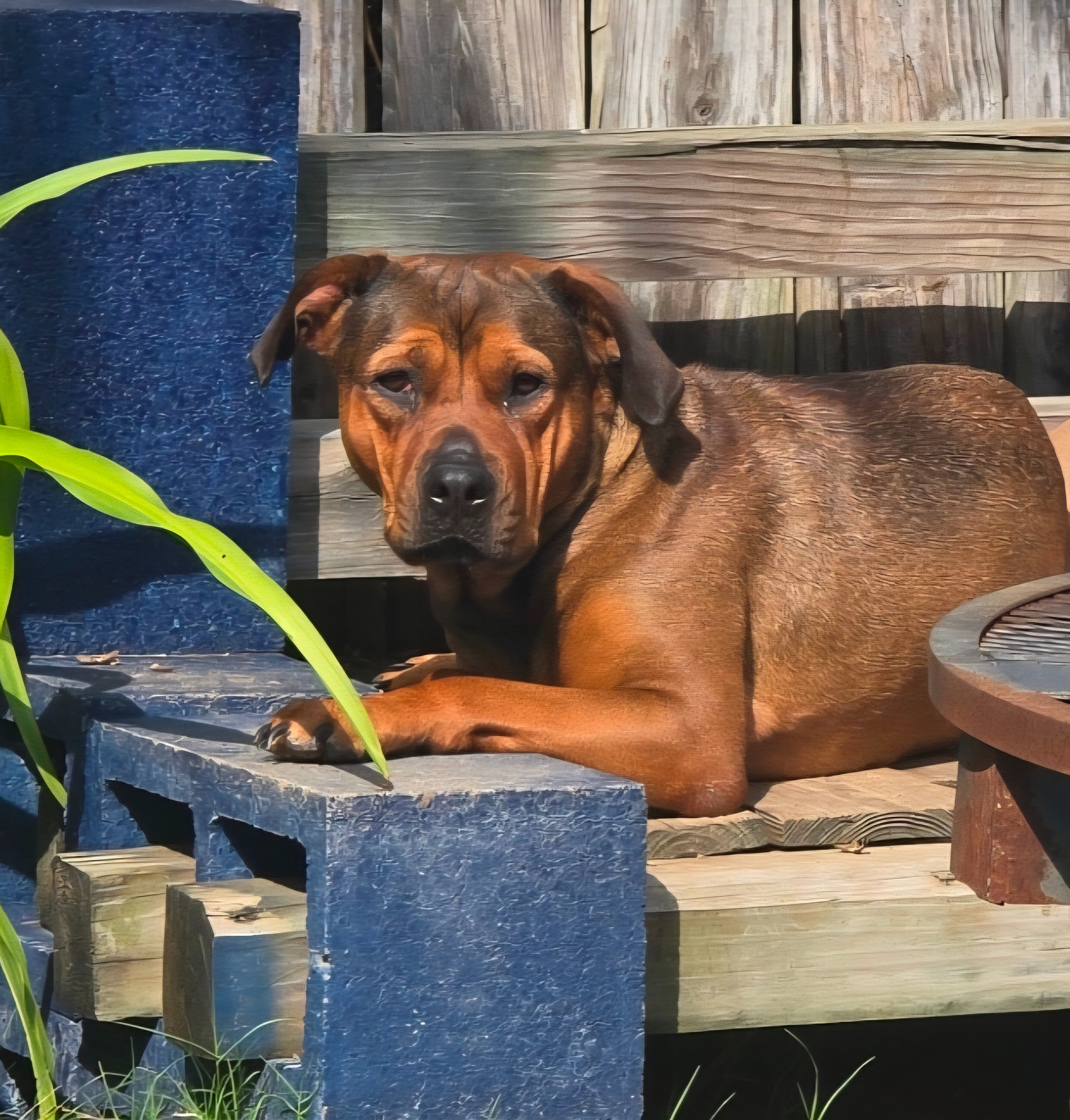 Support Pancake's Journey to a New Life campaign photo, 2 of 5