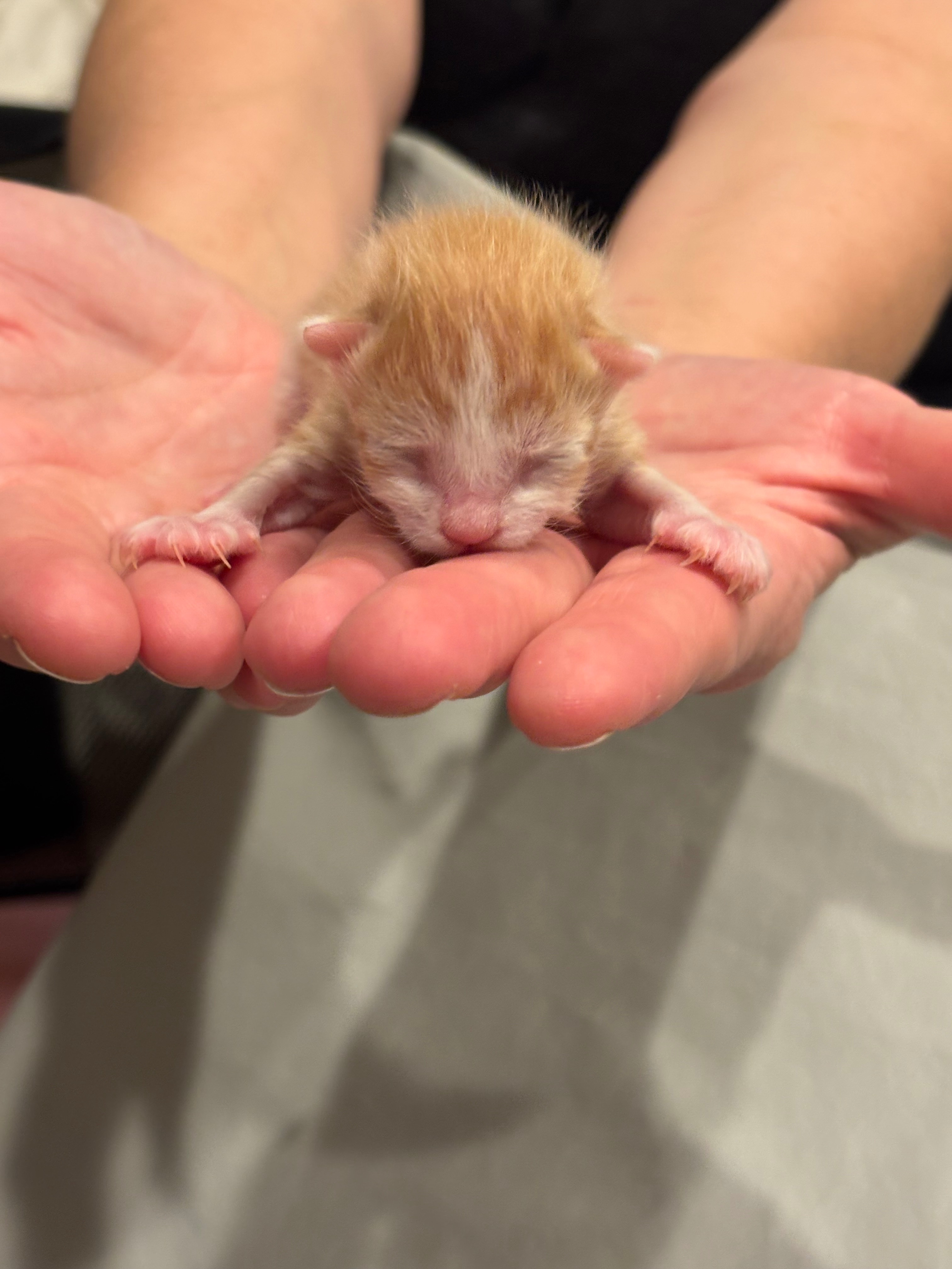 Urgent Care for Mama Venus and Kittens campaign photo, 5 of 6