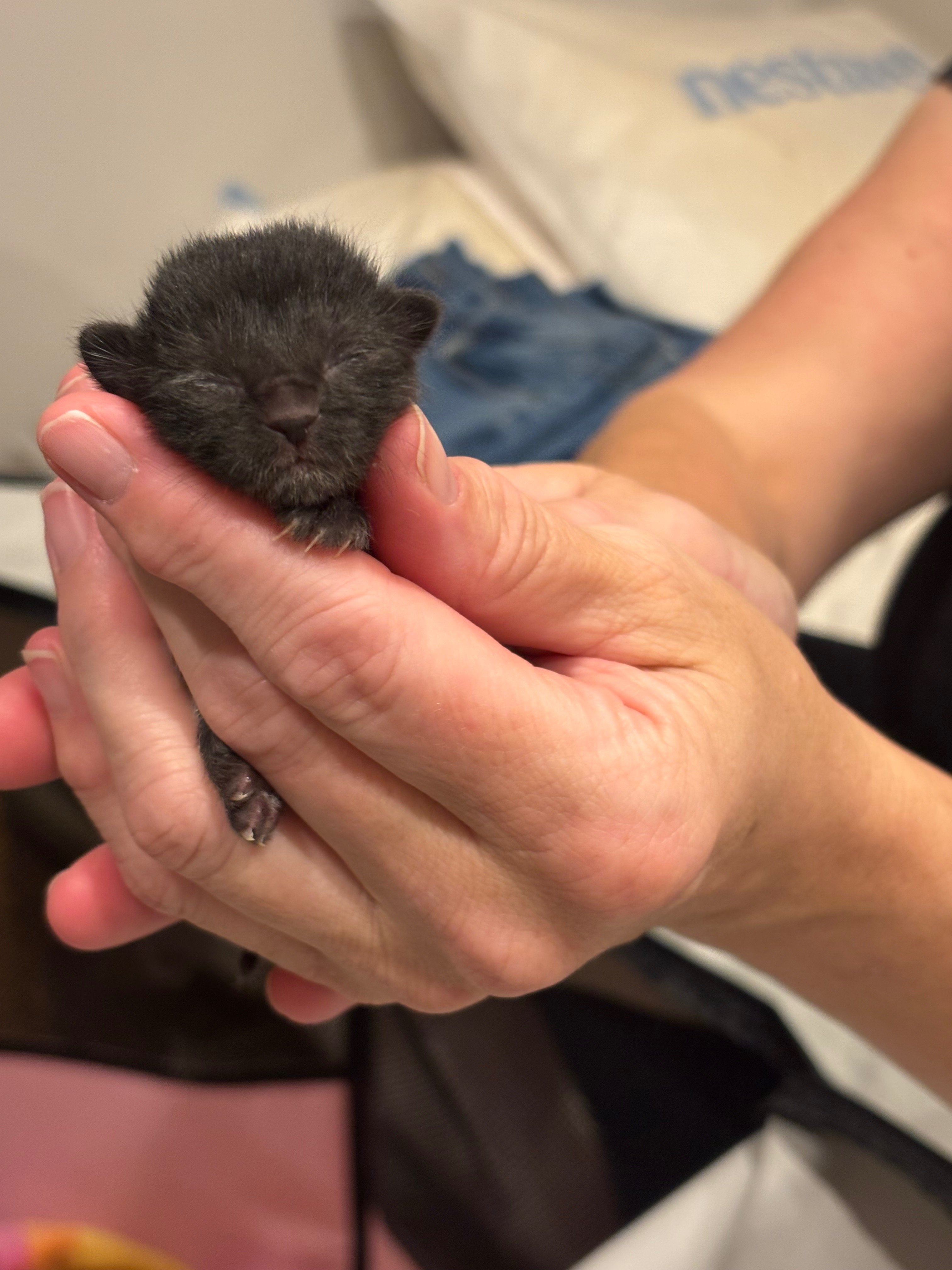 Urgent Care for Mama Venus and Kittens campaign photo, 2 of 6