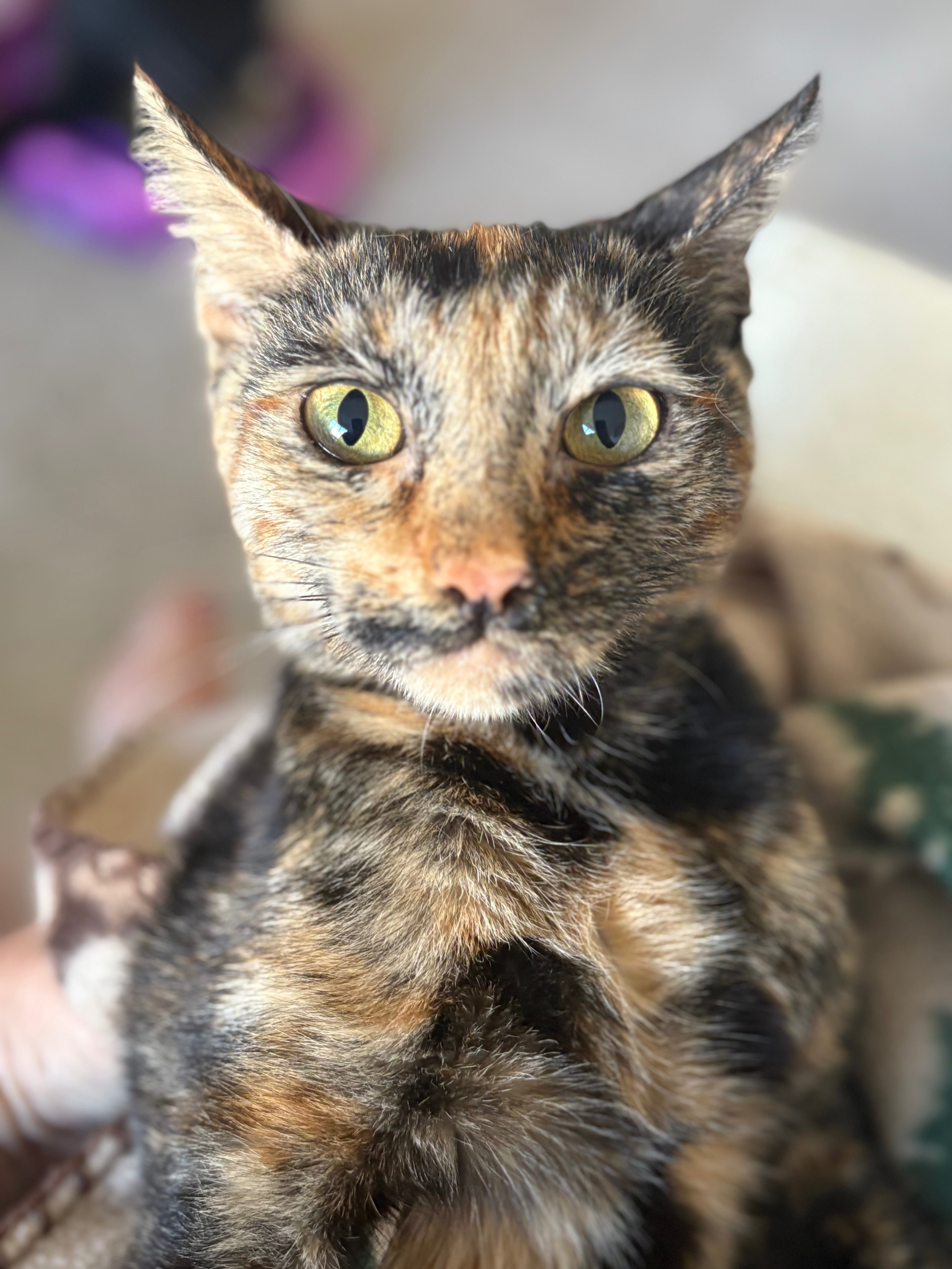Urgent Care for Mama Venus and Kittens campaign photo, 4 of 6
