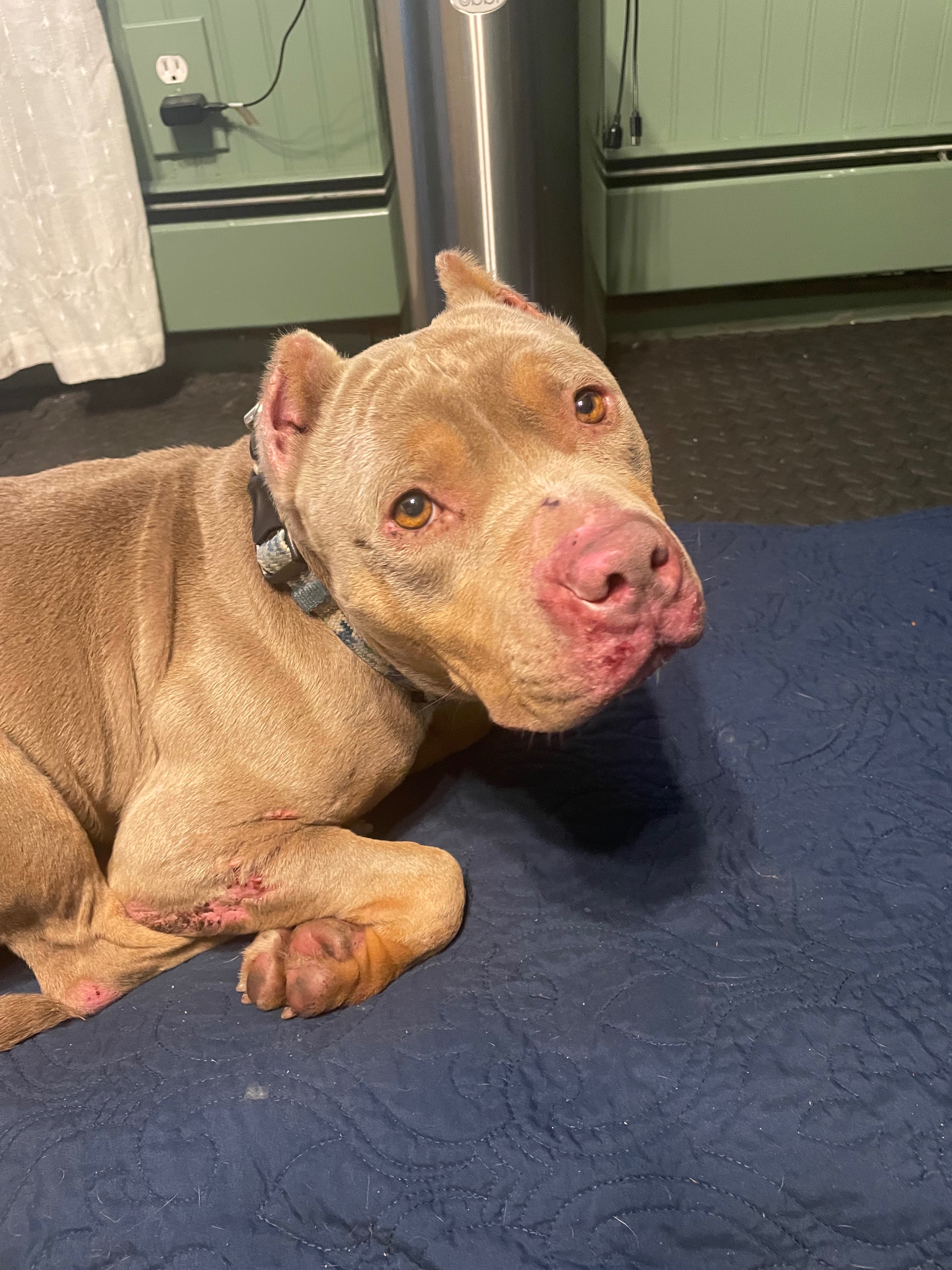 Help This Rescued Dog Get Urgent Vet Care campaign photo, 5 of 6