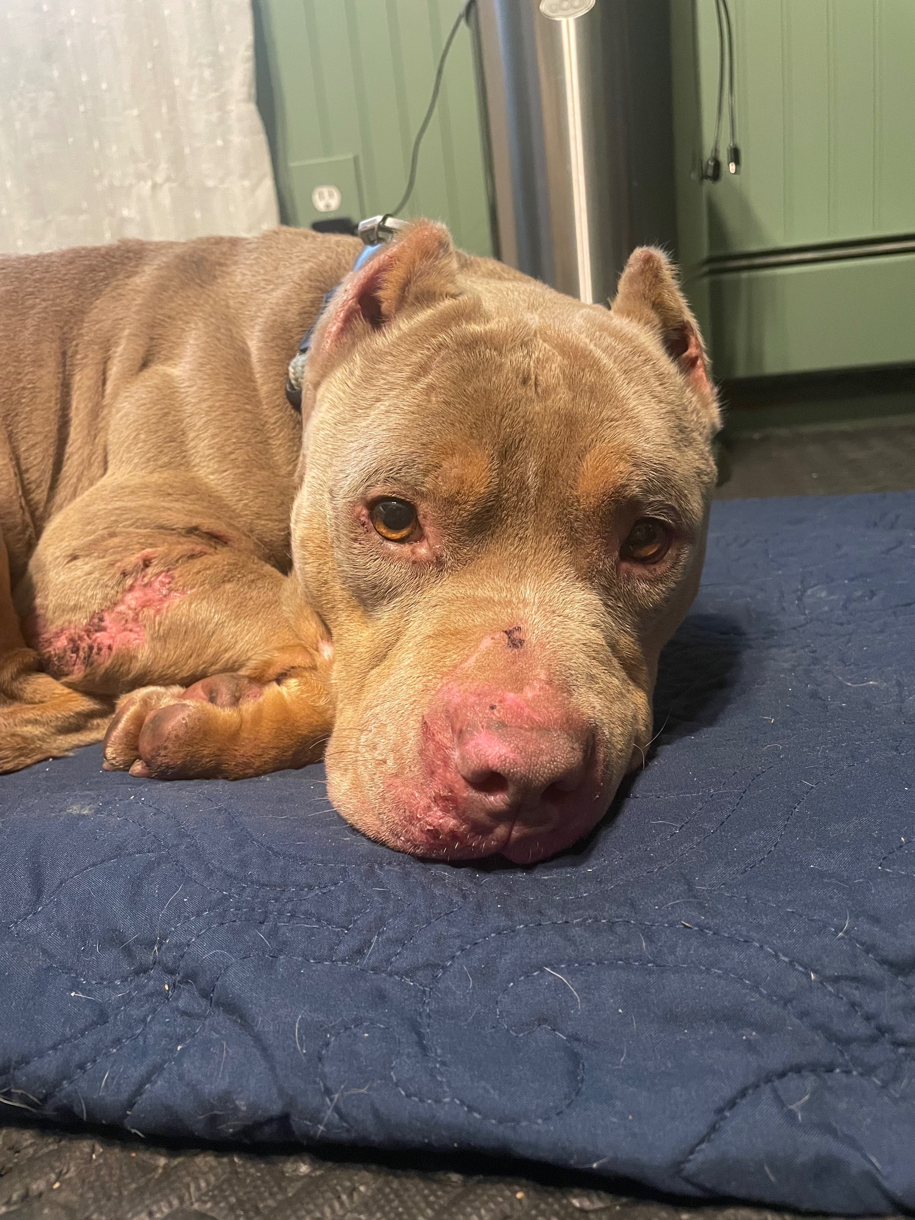 Help This Rescued Dog Get Urgent Vet Care campaign photo, 2 of 6