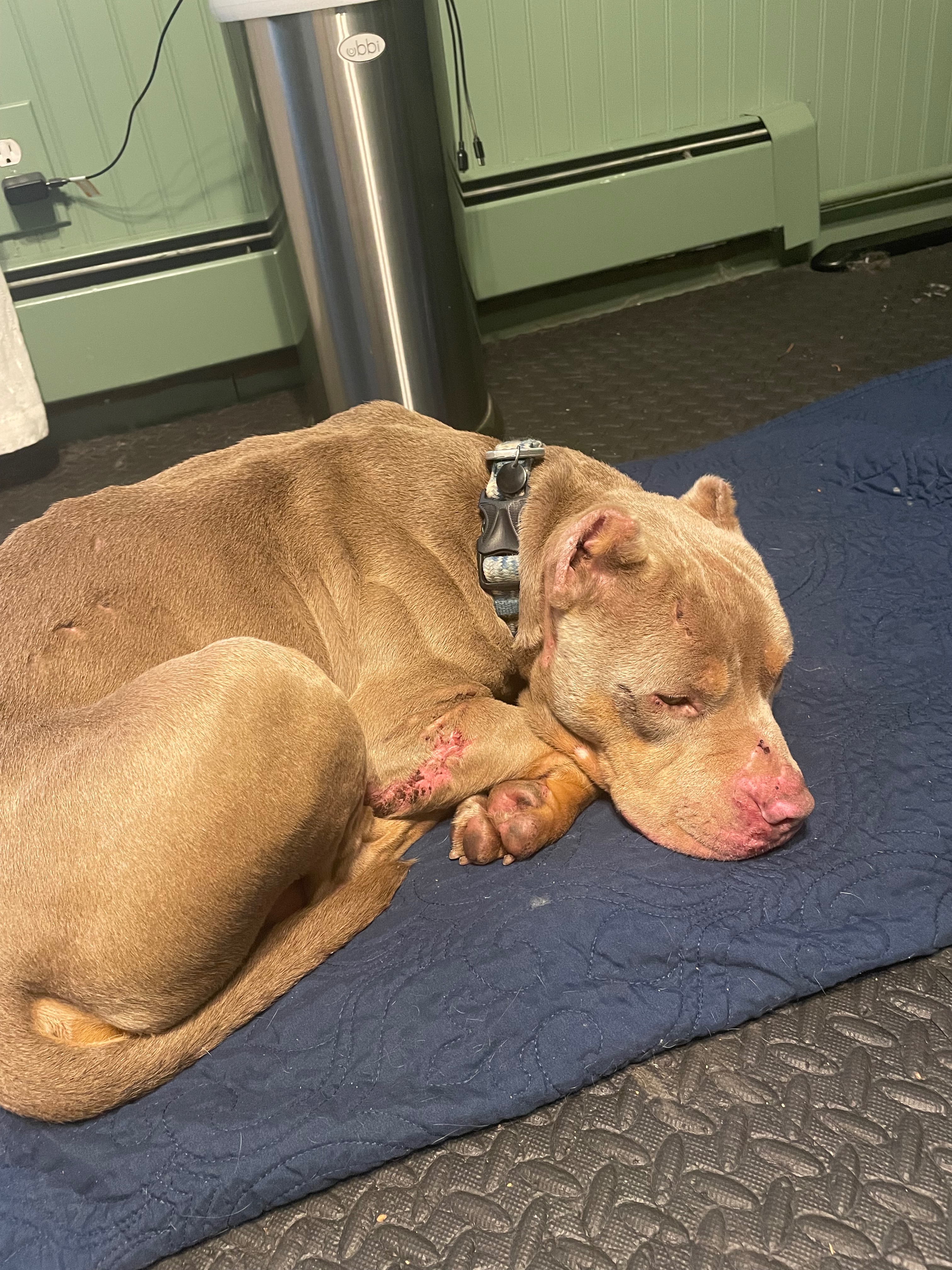 Help This Rescued Dog Get Urgent Vet Care campaign photo, 4 of 6