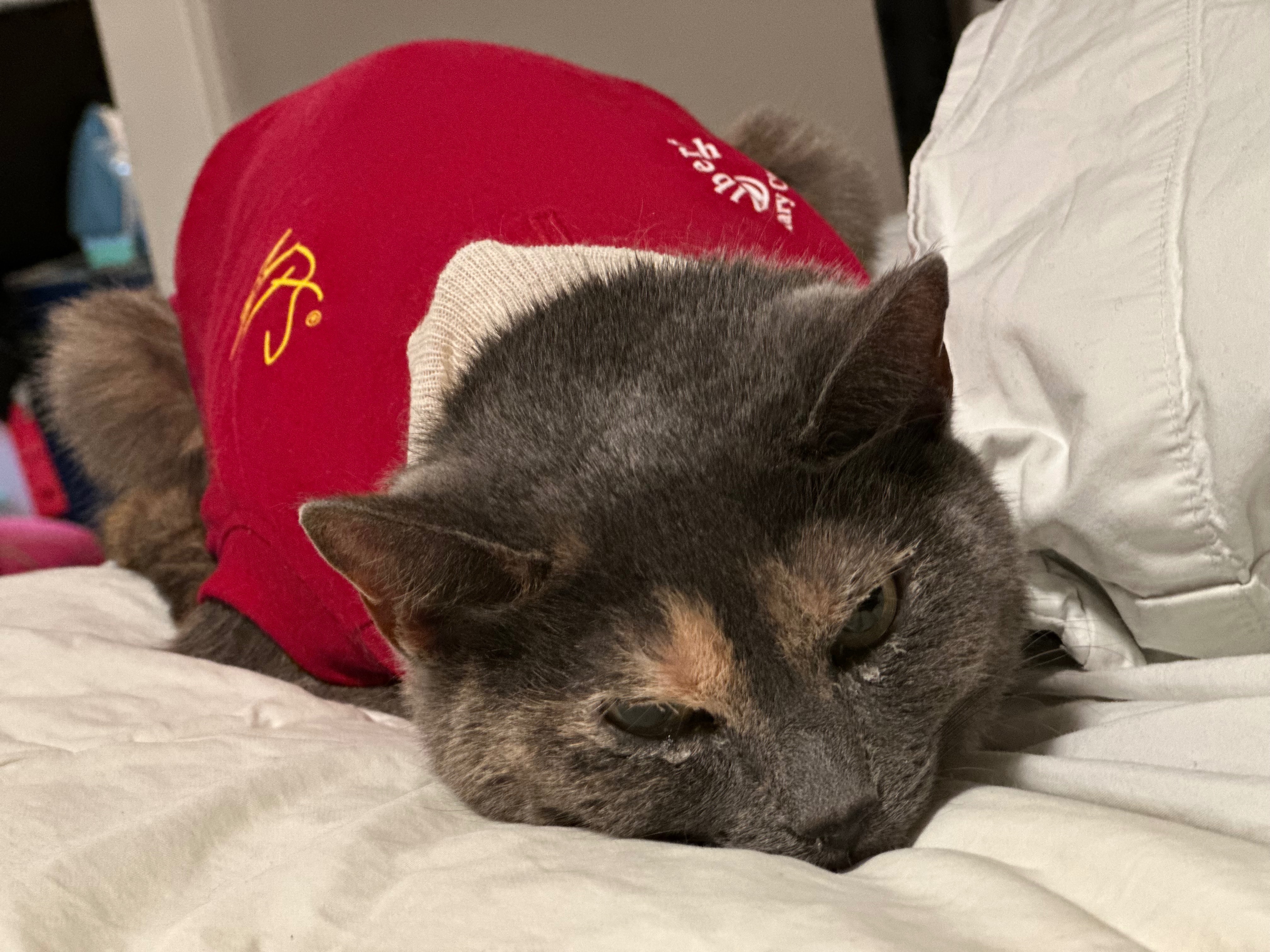 Calliope's Vet Costs campaign photo, 5 of 6