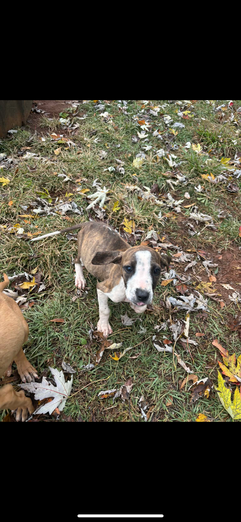 Urgent Care Needed for 2 rescue puppies campaign photo, 2 of 4